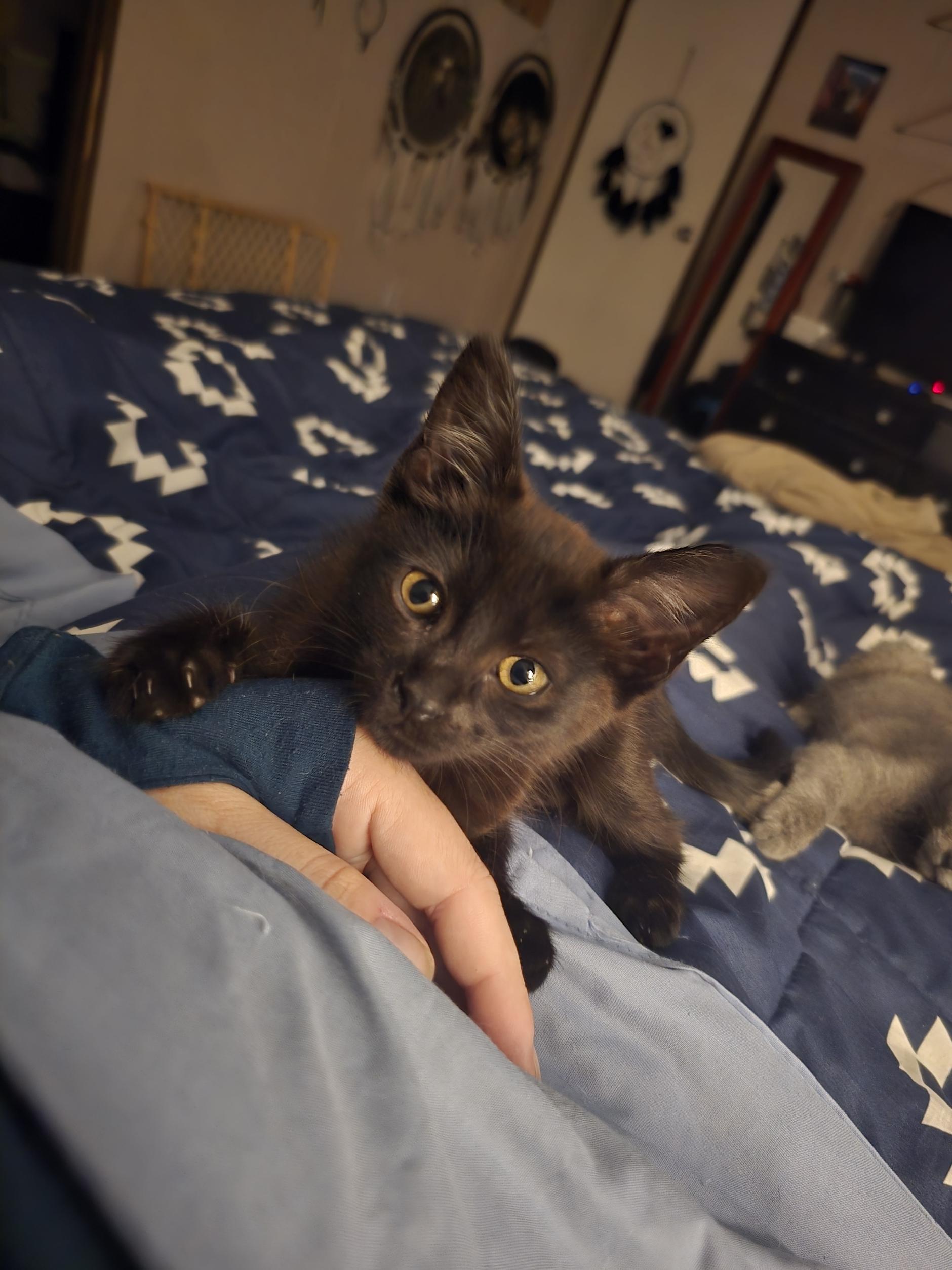 Enlarge Caramel, a ADOPTABLE mixed breed in Ripley, TN image 3/3