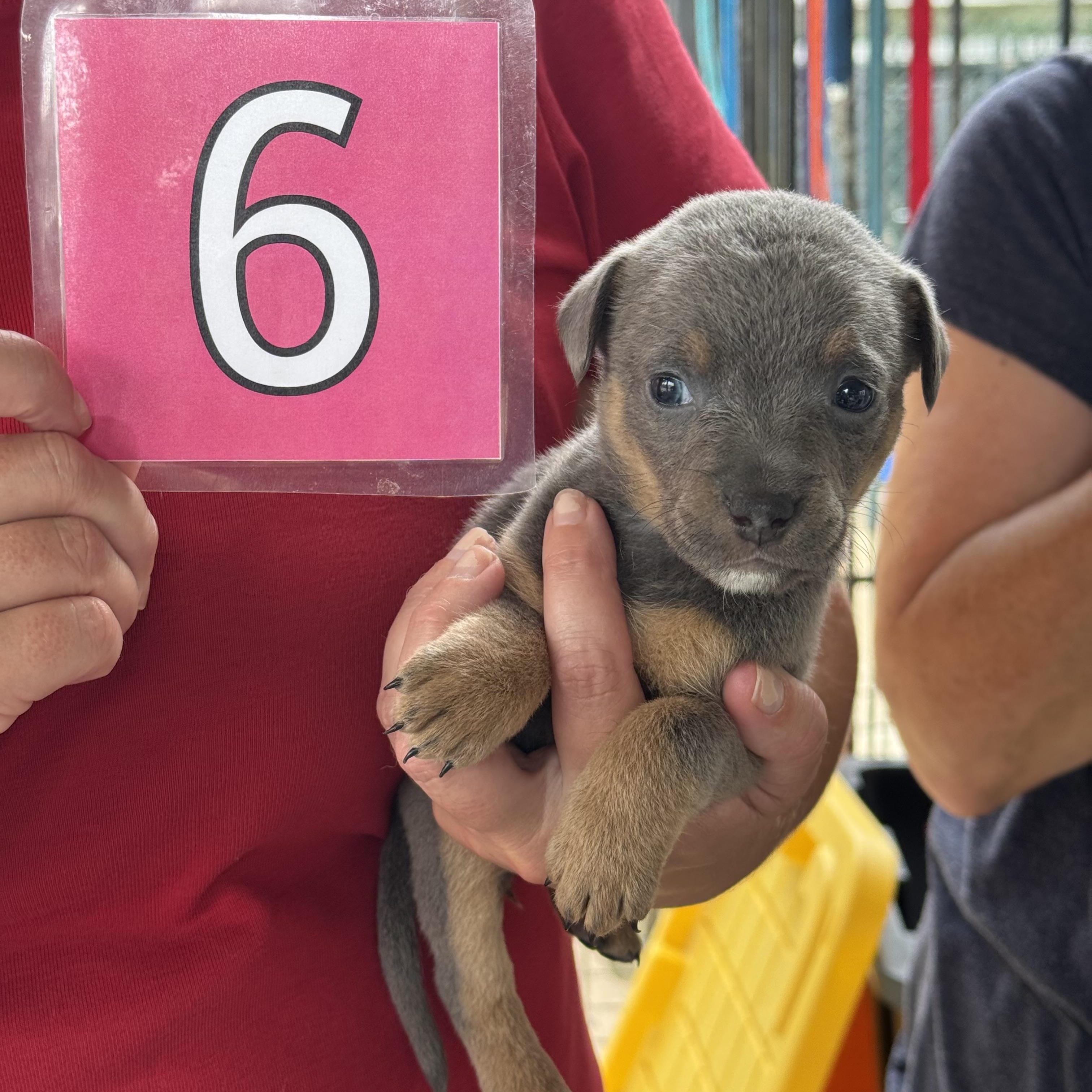Enlarge Meva, an adopted mixed breed in Hamilton , NJ image 1/1
