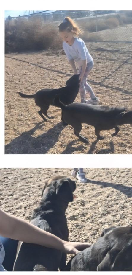 Stanley and Stella, ADOPTABLE, Adult Male Black Labrador Retriever.