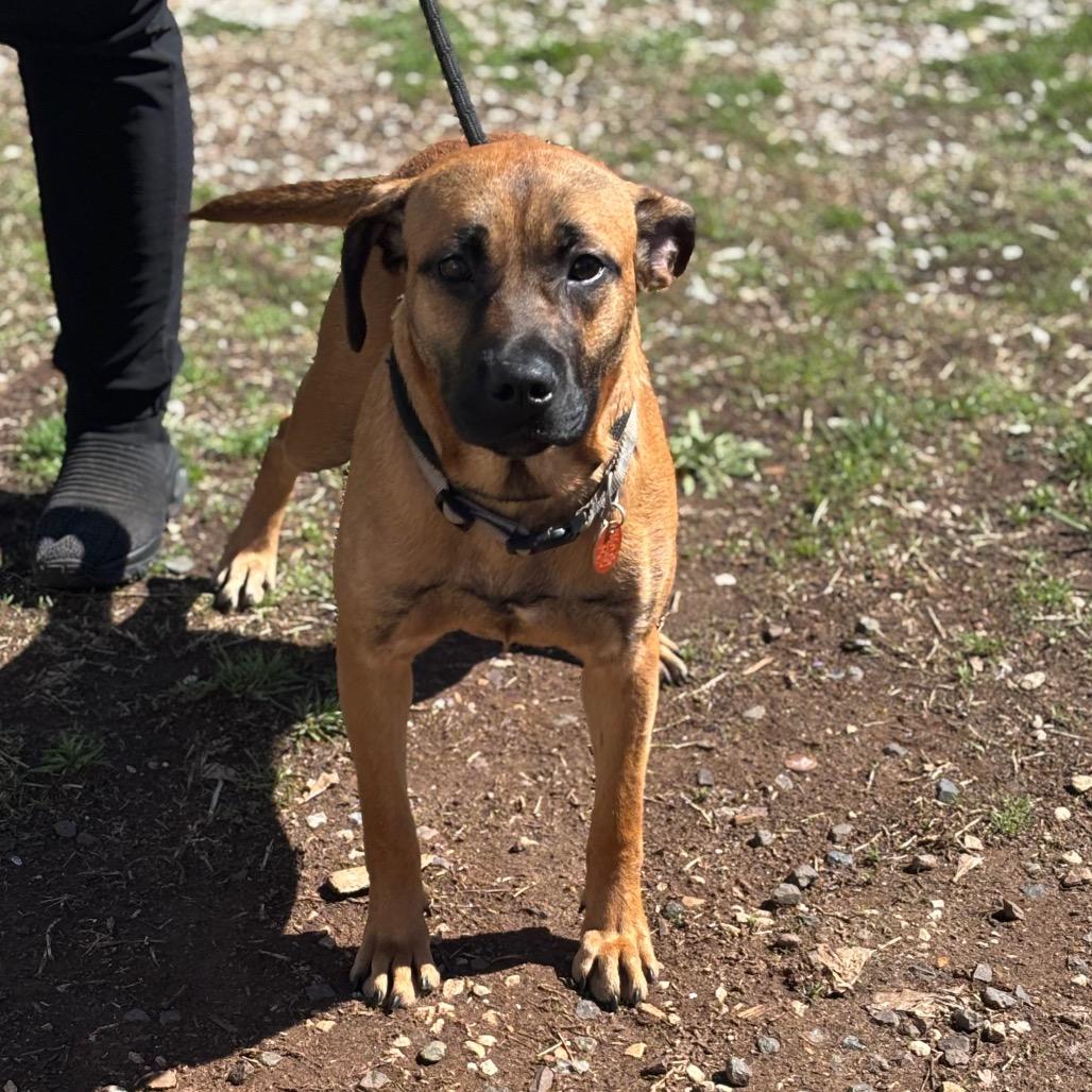 Enlarge Dewey, a Adoptable mixed breed in Springfield, MO image 2/6