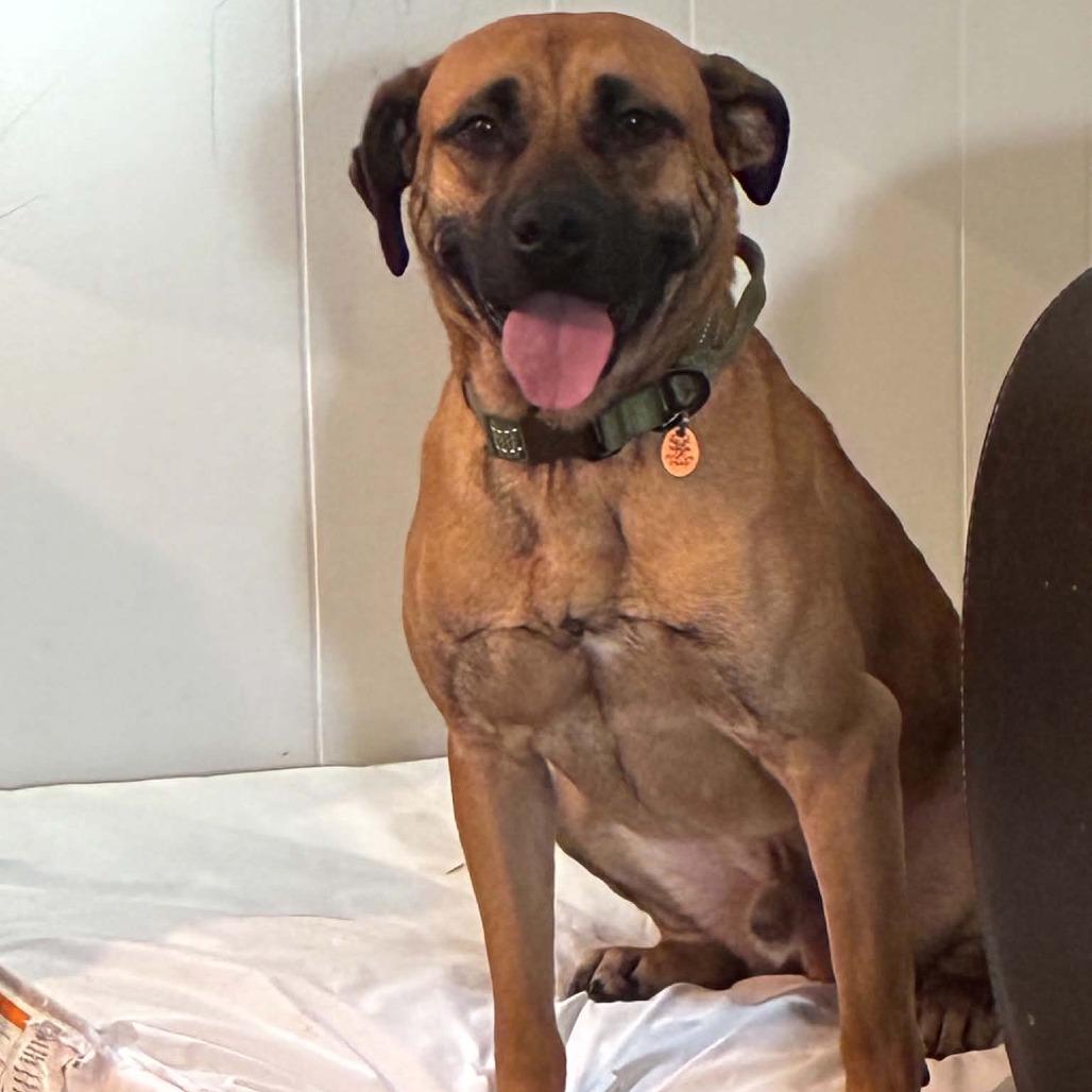Enlarge Dewey, a Adoptable mixed breed in Springfield, MO image 3/6