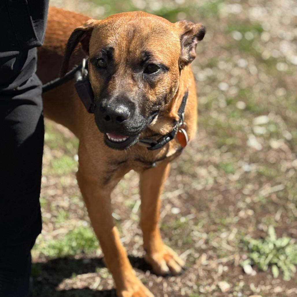 Enlarge Dewey, a Adoptable mixed breed in Springfield, MO image 4/6