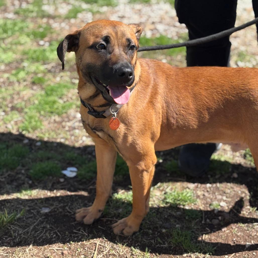 Enlarge Dewey, a Adoptable mixed breed in Springfield, MO image 5/6