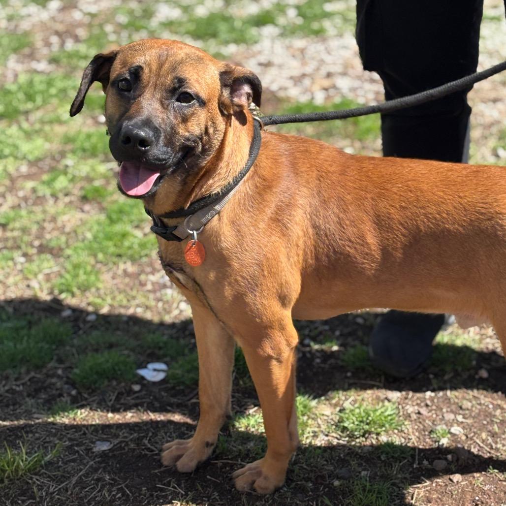Enlarge Dewey, a Adoptable mixed breed in Springfield, MO image 6/6