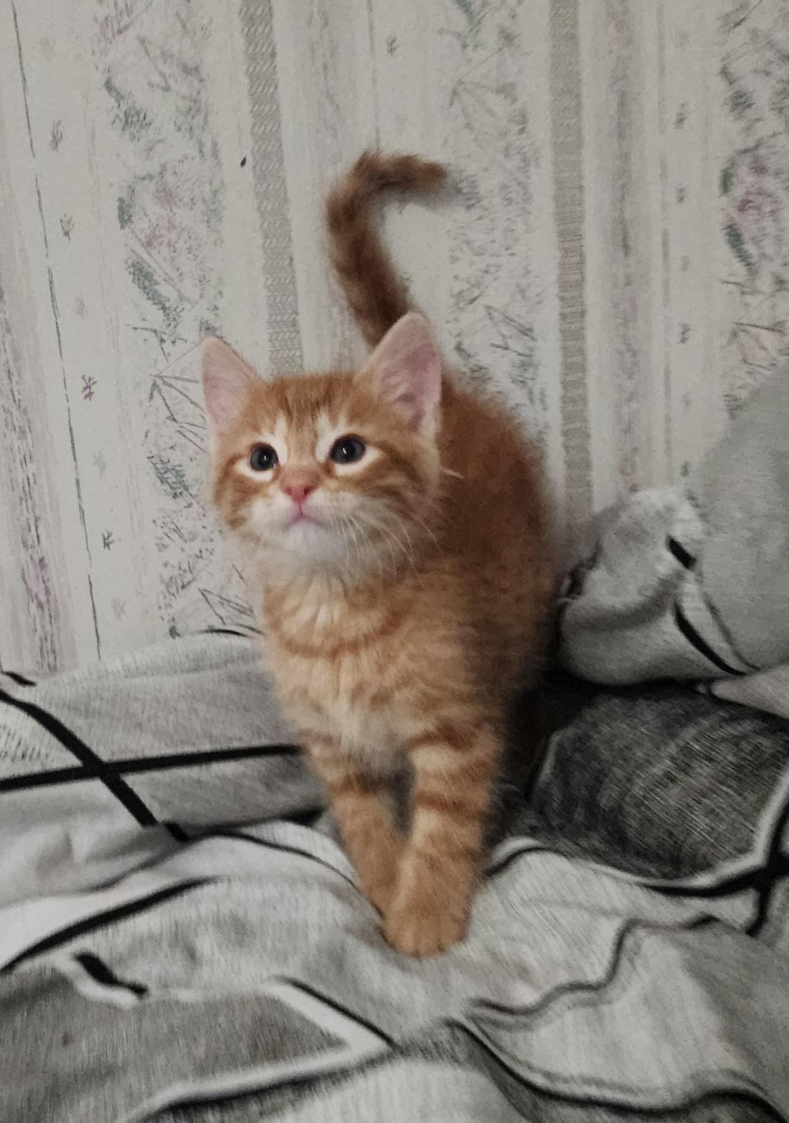 Mario, Adopted, Kitten Male Domestic Short Hair.