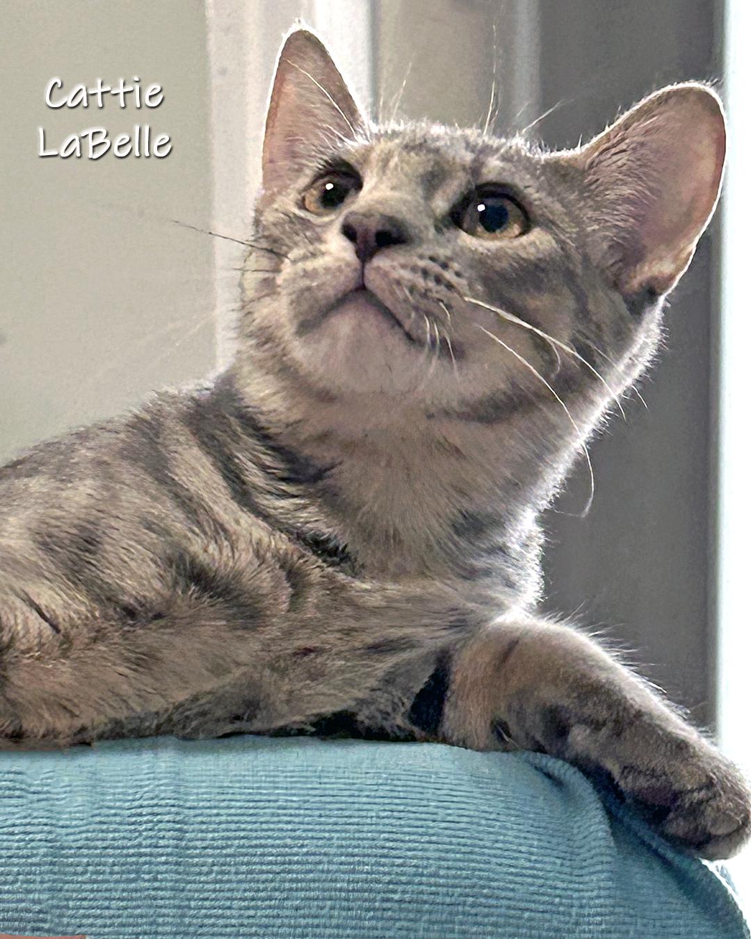 Enlarge Cattie LaBelle, a Adoptable Domestic Short Hair in Chicago, IL image 2/2