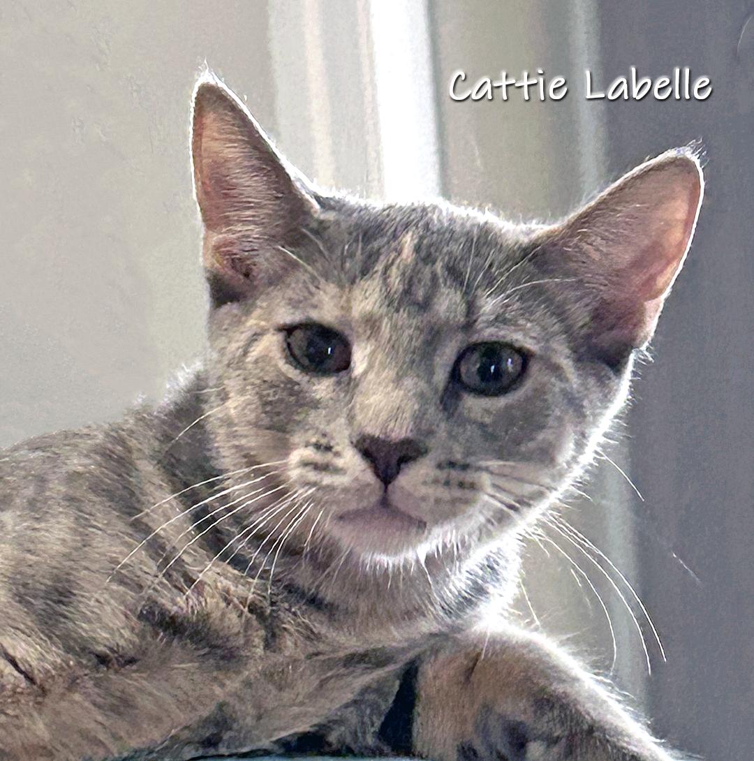 Enlarge Cattie LaBelle, a Adoptable Domestic Short Hair in Chicago, IL image 1/2