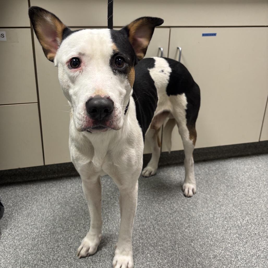 Raider, Adoptable, Adult Male Mixed Breed.