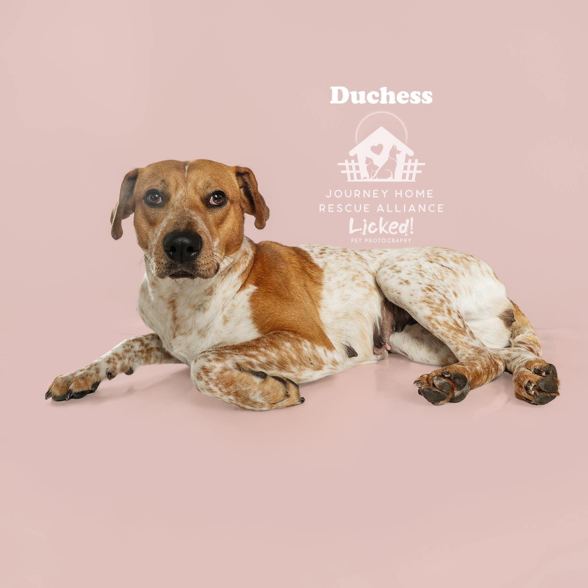 Duchess, ADOPTABLE, Adult Female Hound.