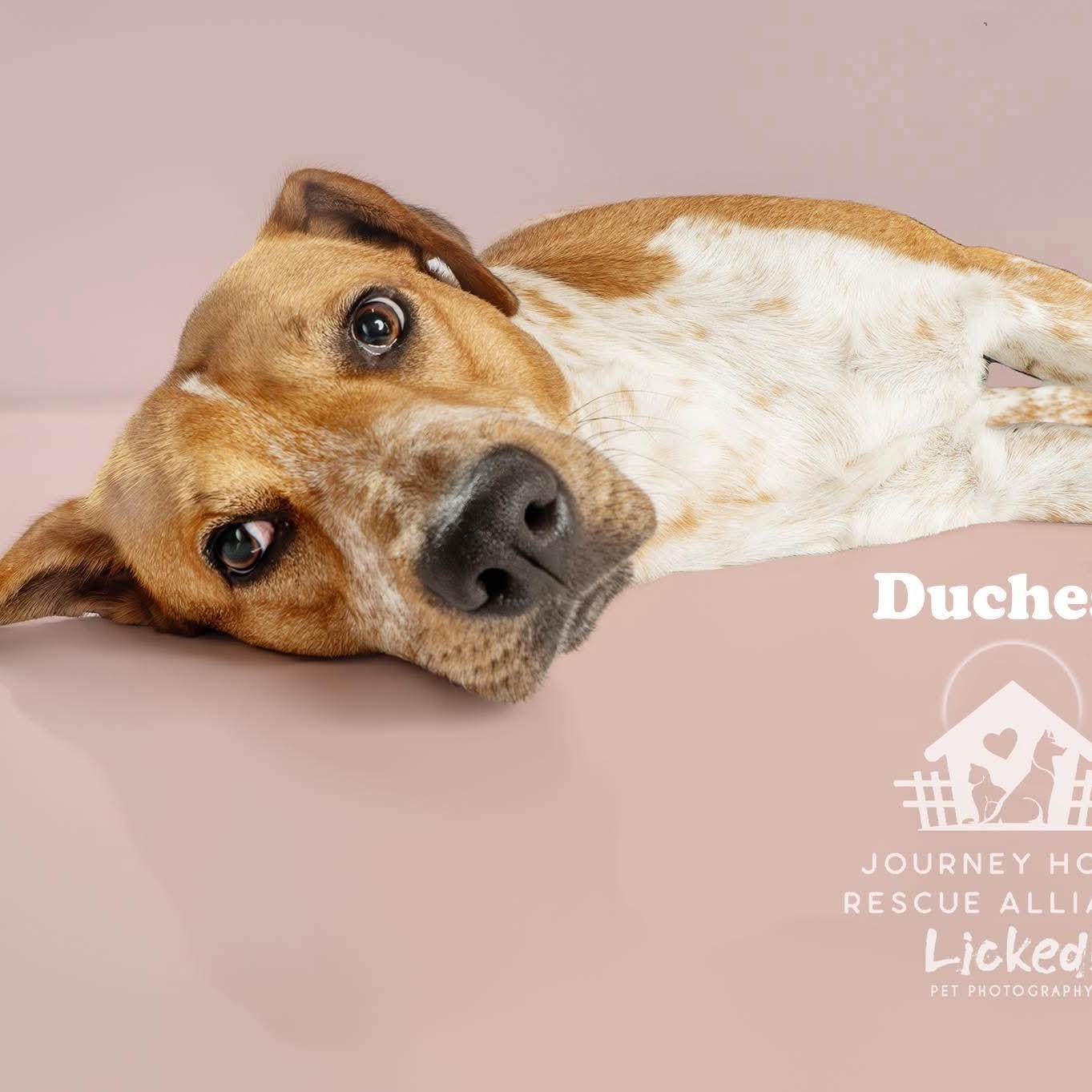 Enlarge Duchess, a ADOPTABLE mixed breed in Wando, SC image 3/4