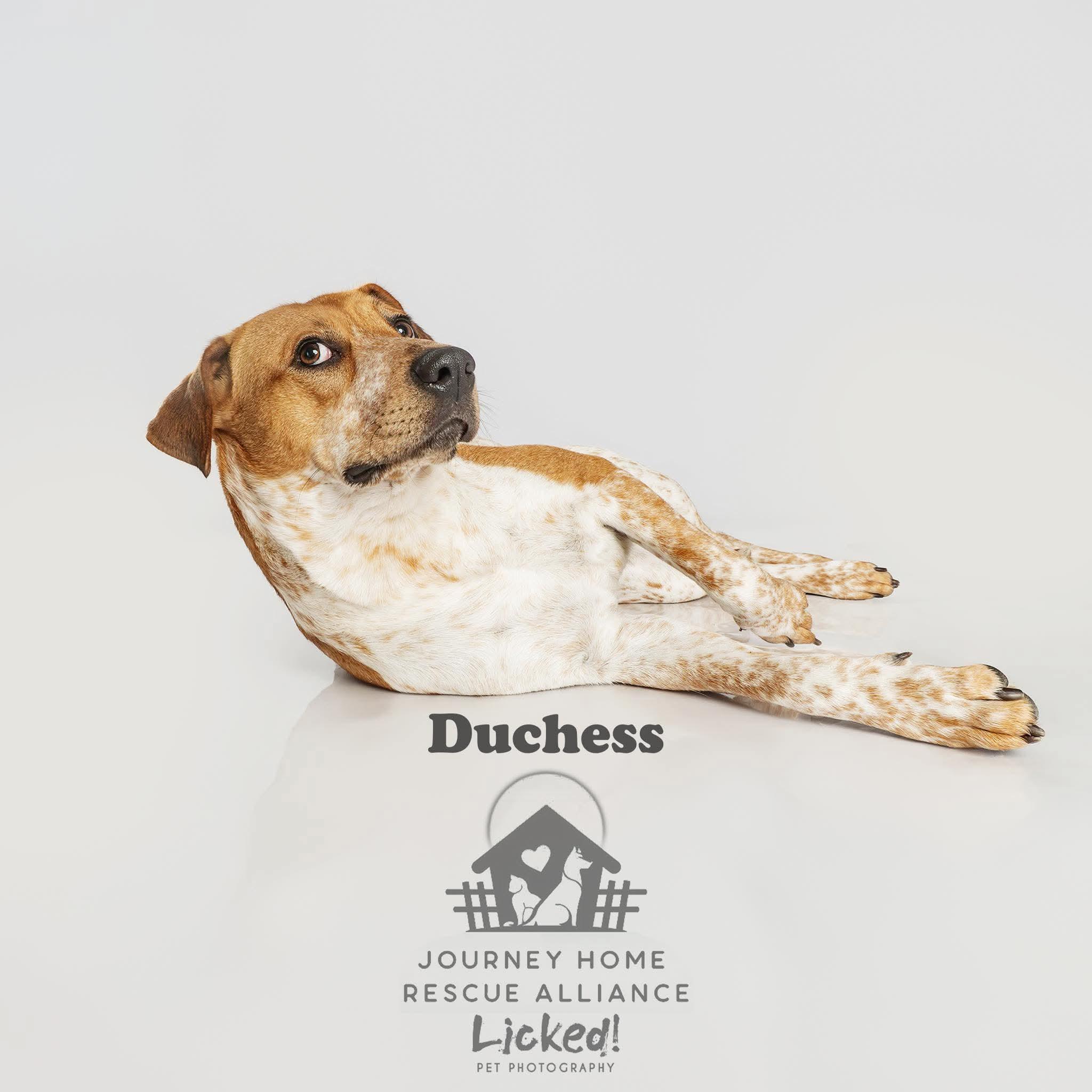 Enlarge Duchess, a ADOPTABLE mixed breed in Wando, SC image 2/4