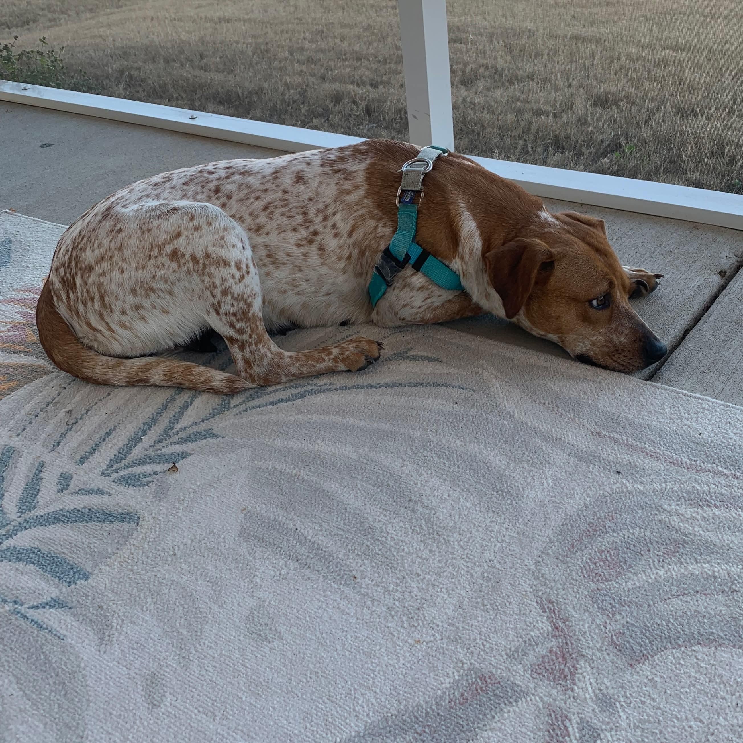 Duchess, ADOPTABLE, Adult Female Hound.