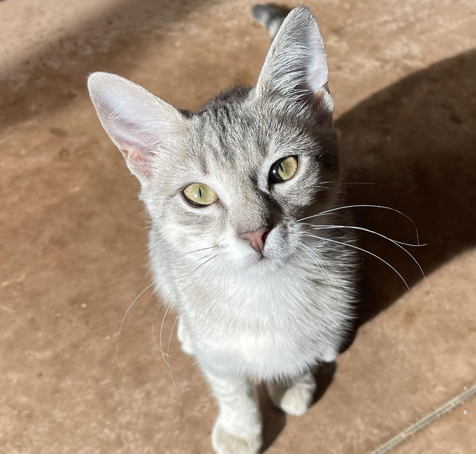 Enlarge Tabitha, a Adopted Domestic Short Hair in Pittsboro, NC image 1/3