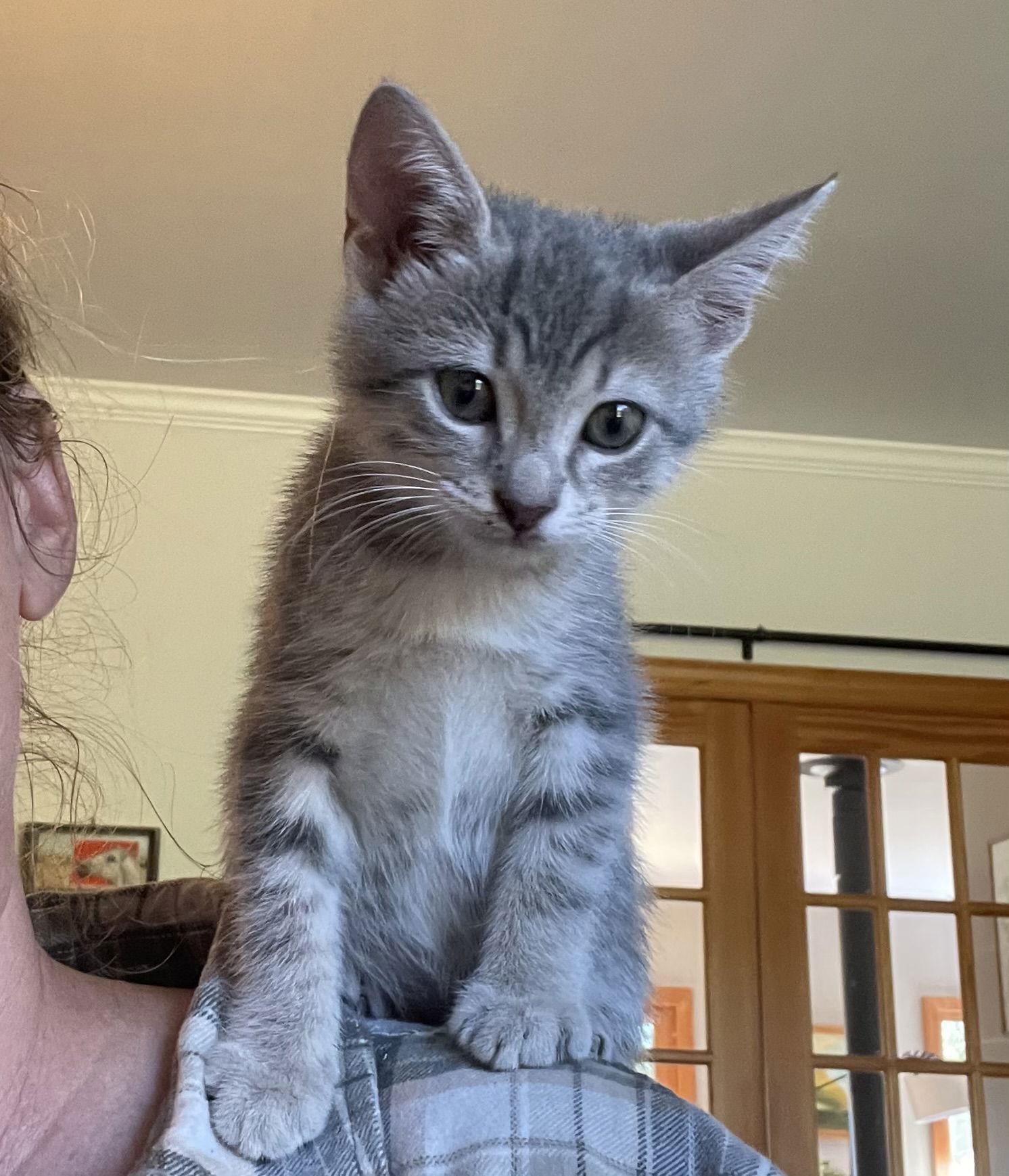 Enlarge Tabitha, a Adopted Domestic Short Hair in Pittsboro, NC image 2/3