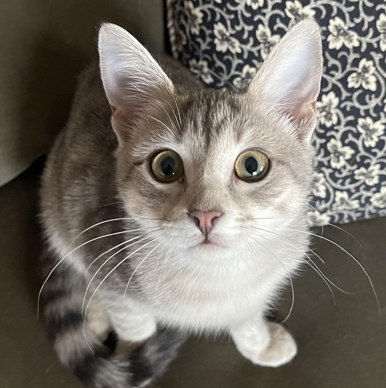 Enlarge Tabitha, a Adopted Domestic Short Hair in Pittsboro, NC image 3/3