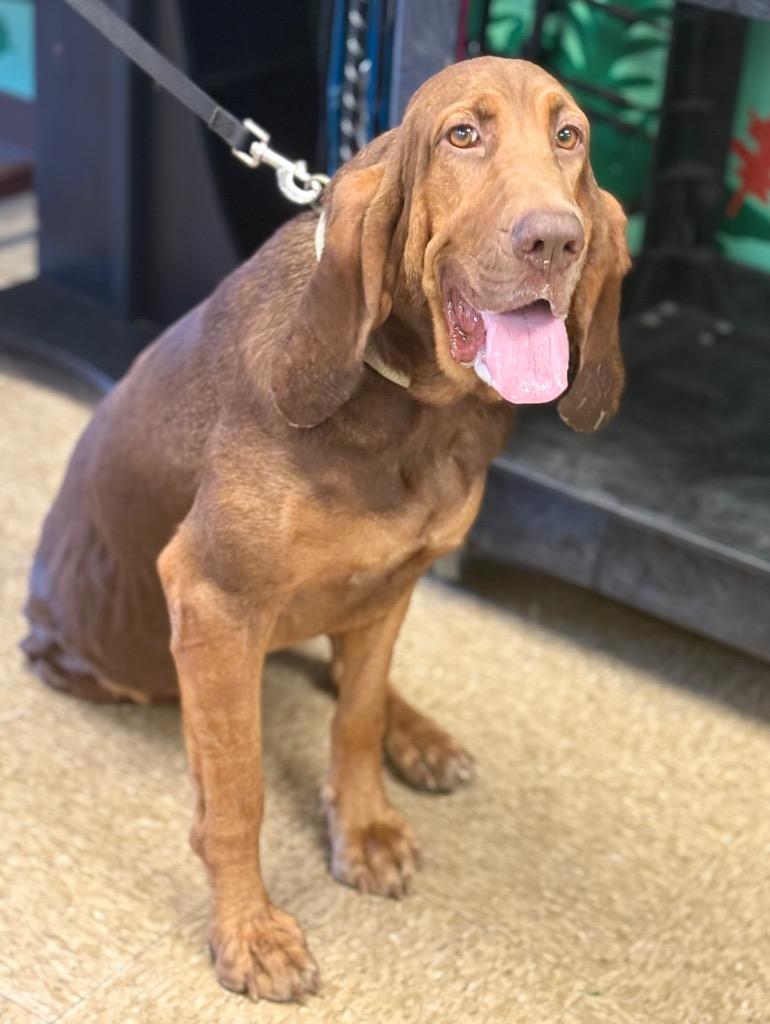 Daisy, Adoptable, Adult Female Bloodhound.