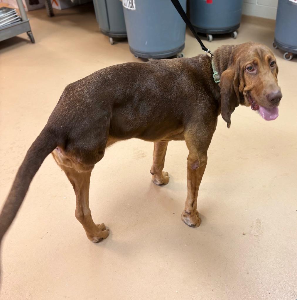 Enlarge Daisy, a Adoptable Bloodhound in Nacogdoches, TX image 2/5