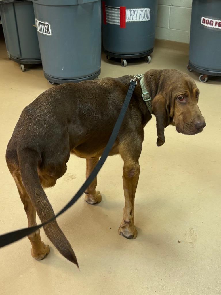 Enlarge Daisy, a Adoptable Bloodhound in Nacogdoches, TX image 3/5