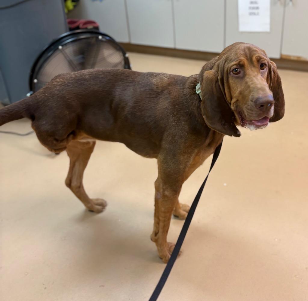 Enlarge Daisy, a Adoptable Bloodhound in Nacogdoches, TX image 4/5