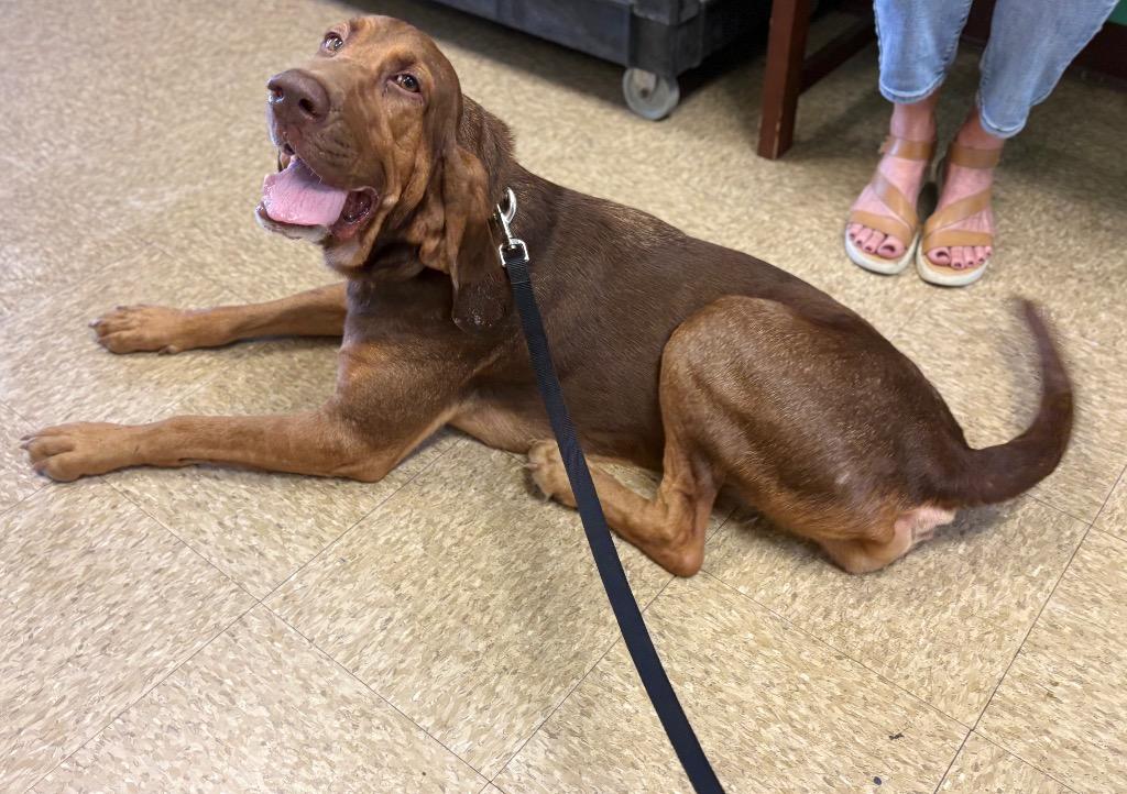 Enlarge Daisy, a Adoptable Bloodhound in Nacogdoches, TX image 5/5