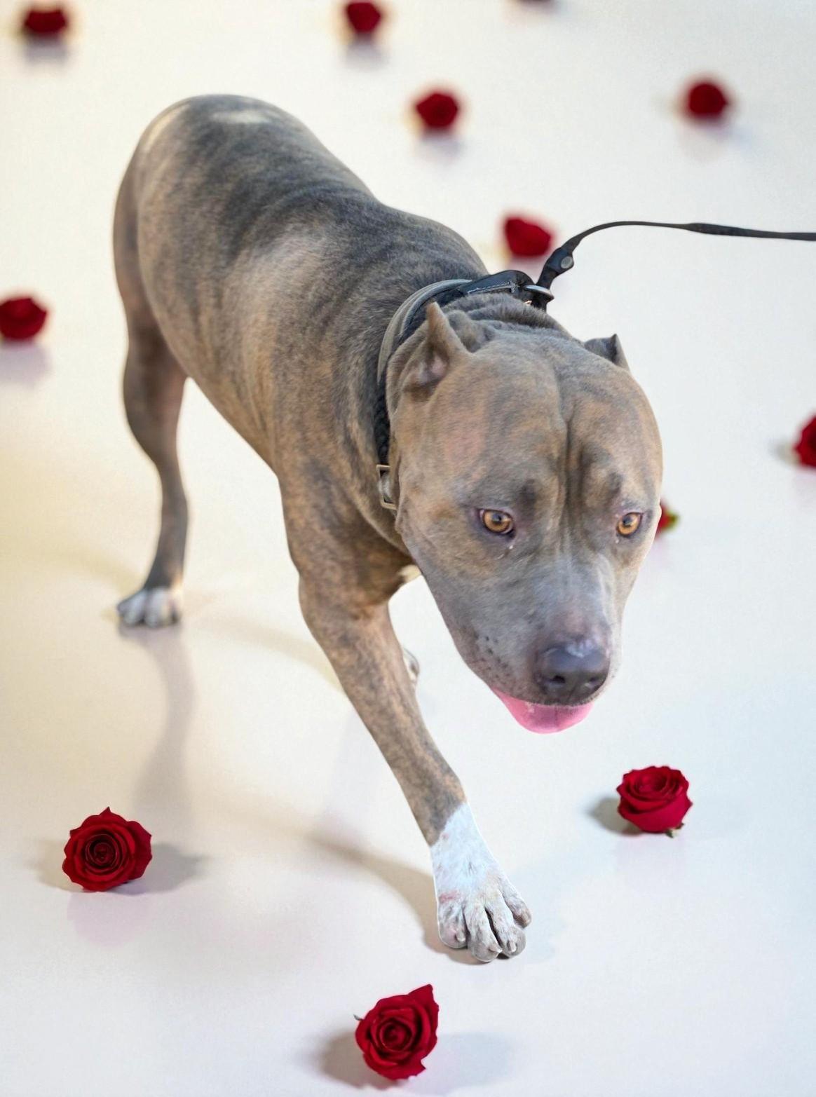 Enlarge Clyde , a ADOPTABLE Pit Bull Terrier in Ashland, OR image 1/6