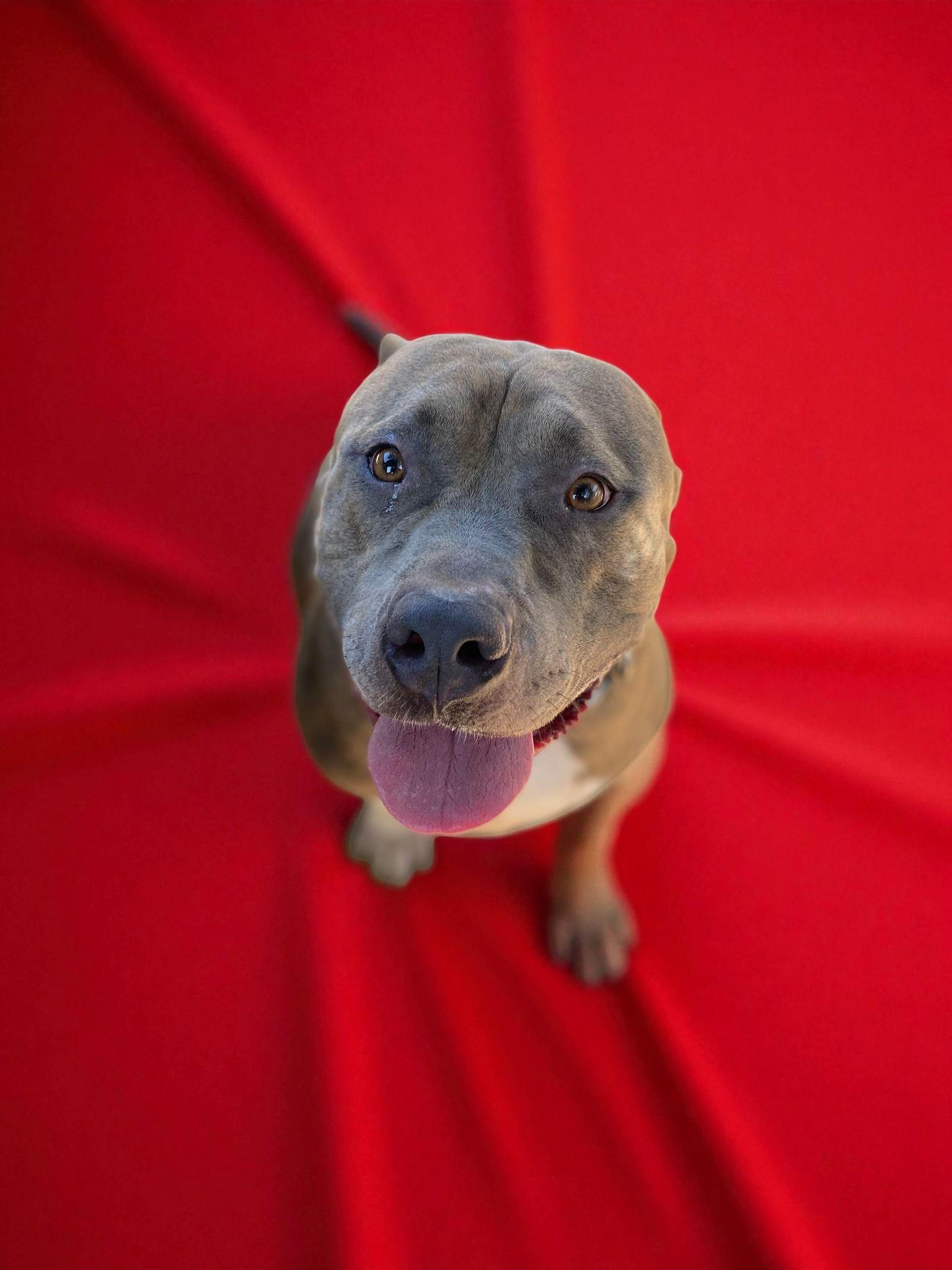 Enlarge Clyde , a ADOPTABLE Pit Bull Terrier in Ashland, OR image 3/6