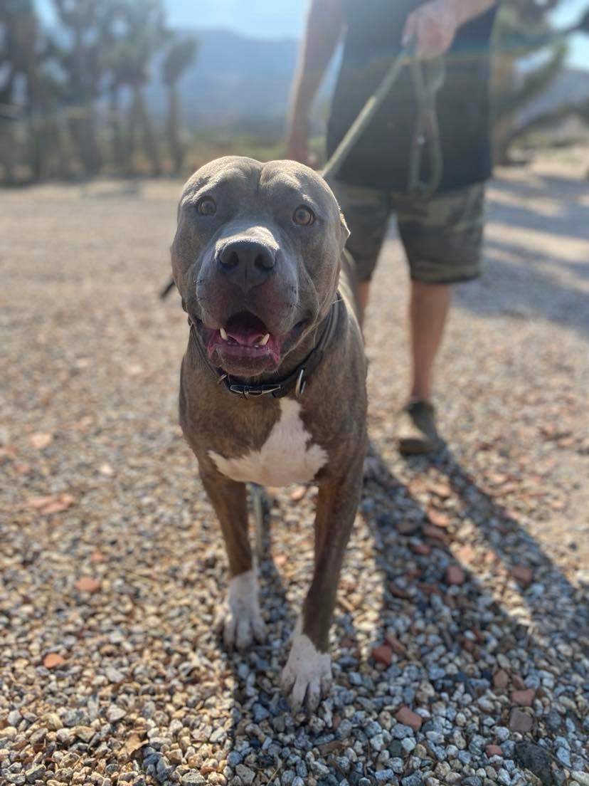 Enlarge Clyde , a ADOPTABLE Pit Bull Terrier in Ashland, OR image 4/6