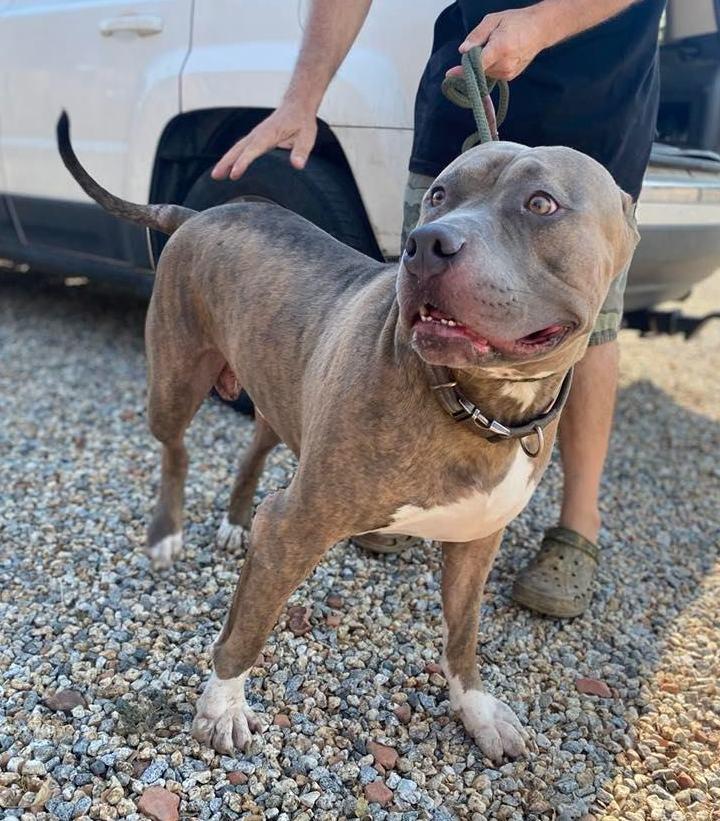 Enlarge Clyde , a ADOPTABLE Pit Bull Terrier in Ashland, OR image 5/6