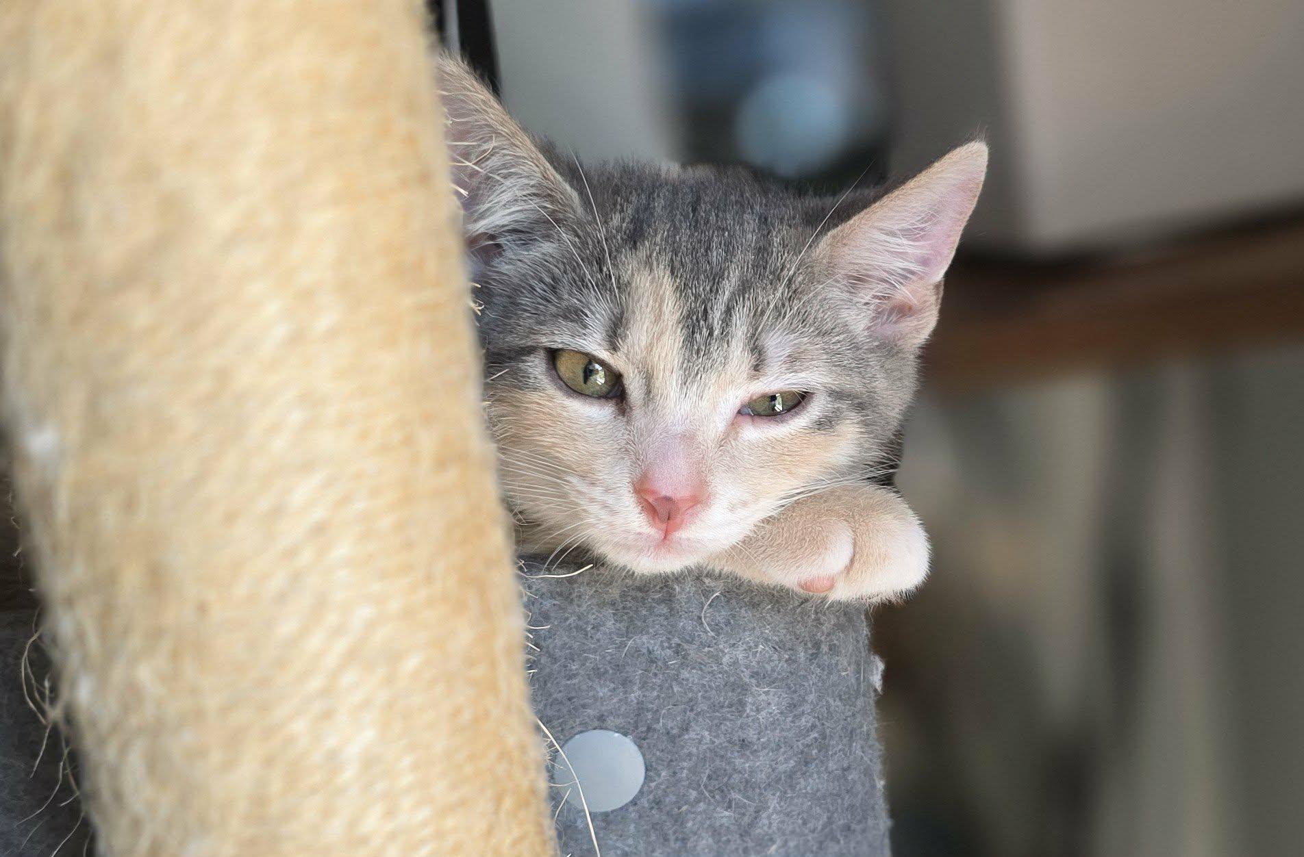 Isadora, a Adoptable mixed breed in Mechanicsburg, PA image 2/3