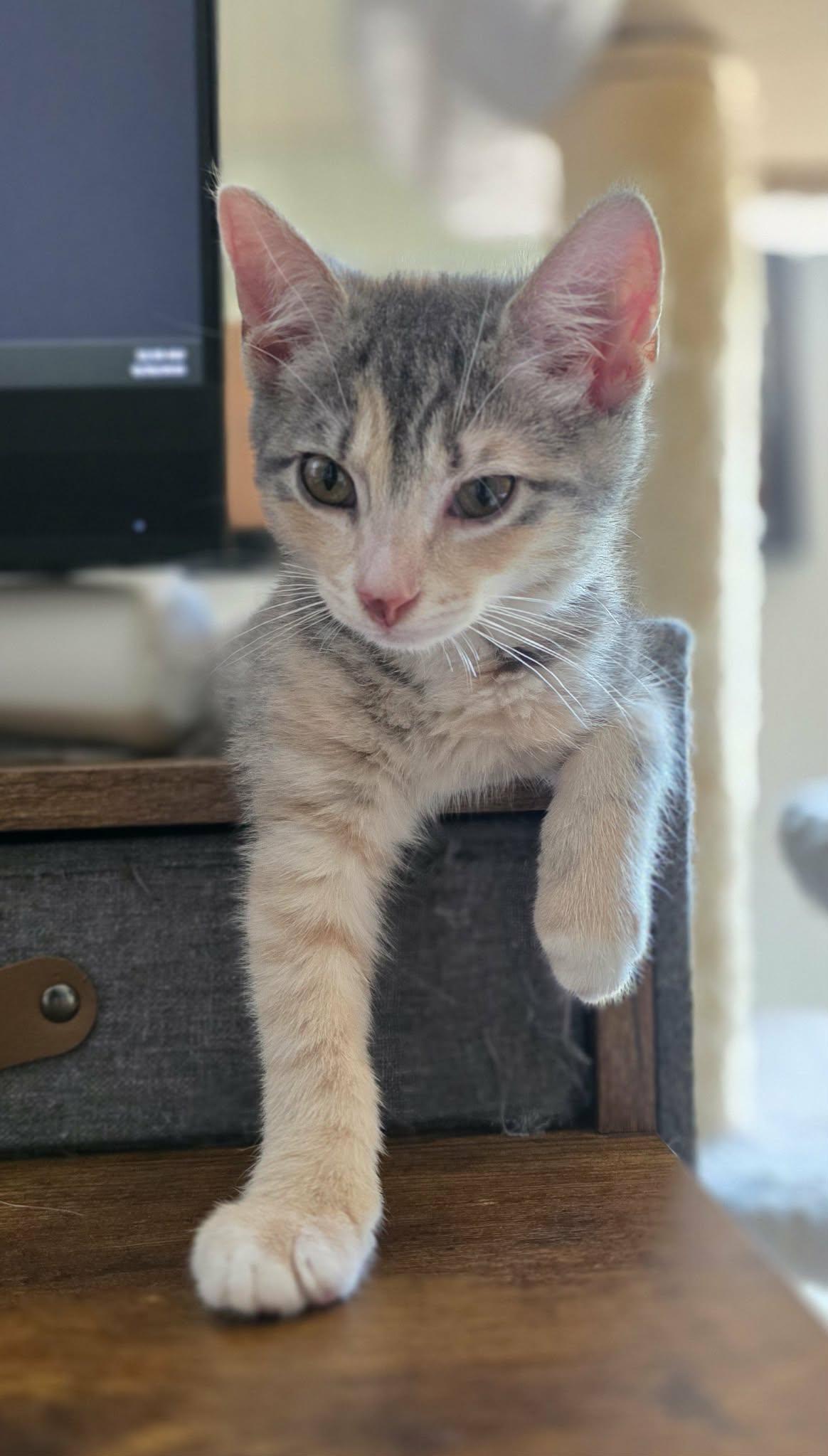 Isadora, Adoptable, Kitten Female Domestic Short Hair & Dilute Tortoiseshell.