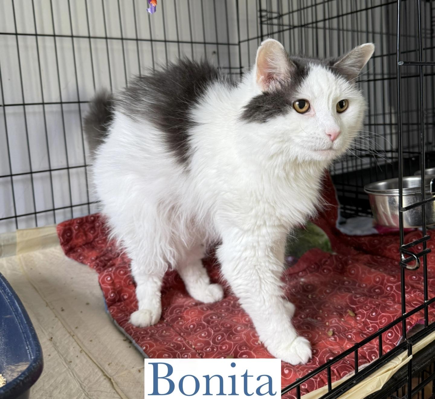Bonita 3