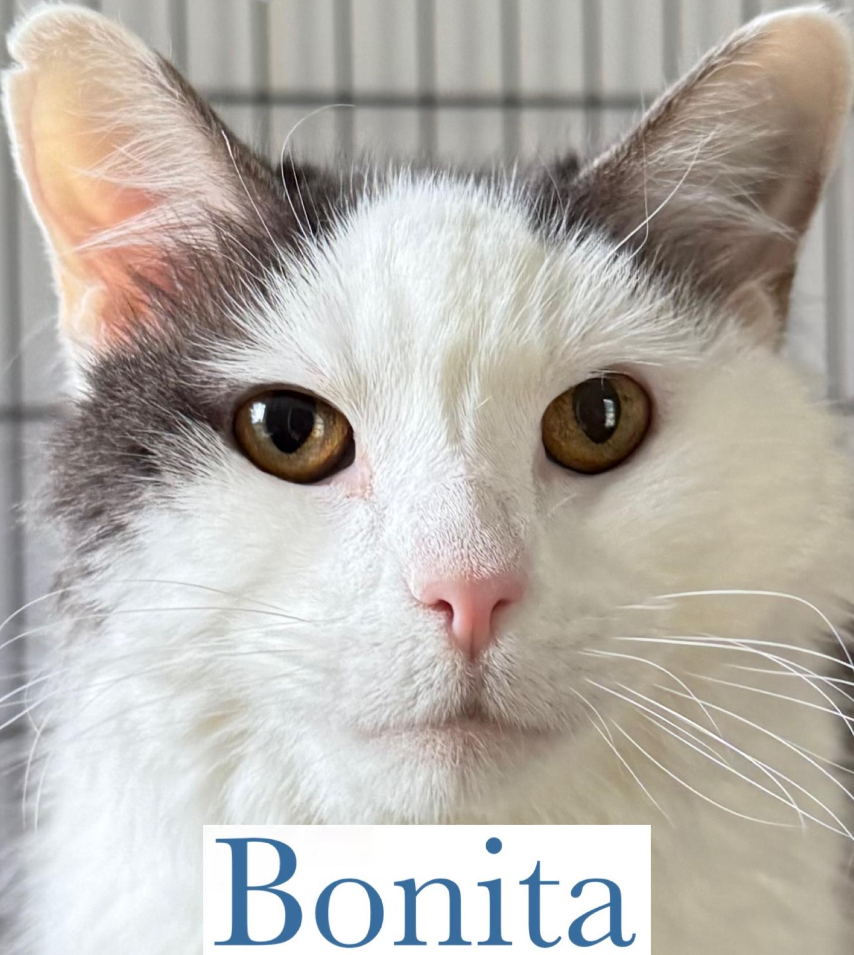 Bonita photo 5