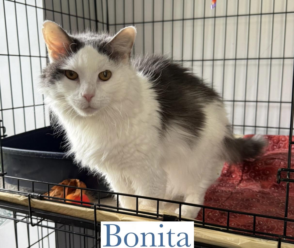 Bonita, Senior Female unknown