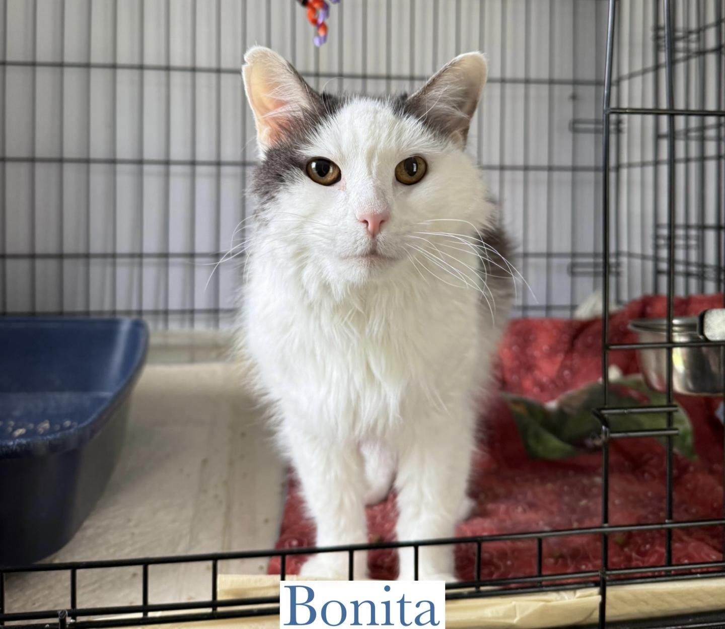 Bonita 7