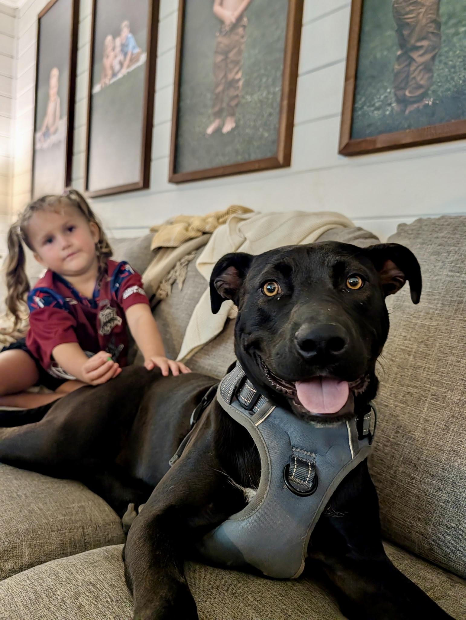 Nico, Adoptable, Young Male Black Labrador Retriever & Pit Bull Terrier.