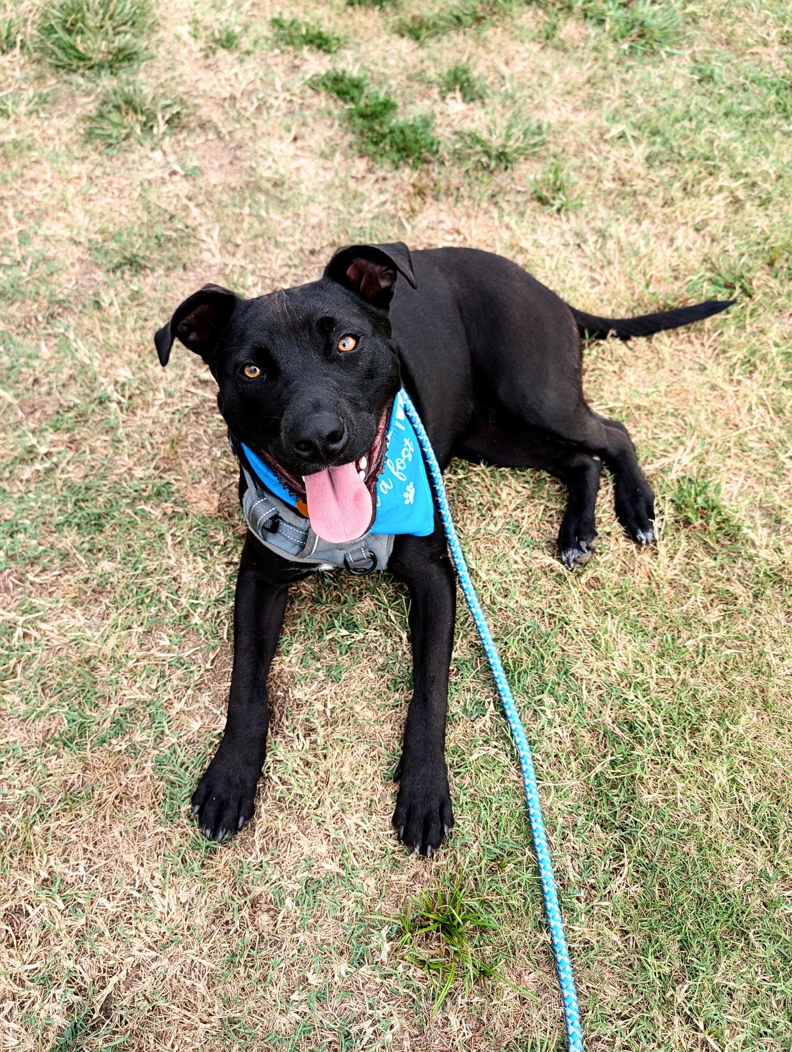 Enlarge Nico, a Adoptable mixed breed in Nashville, TN image 2/6