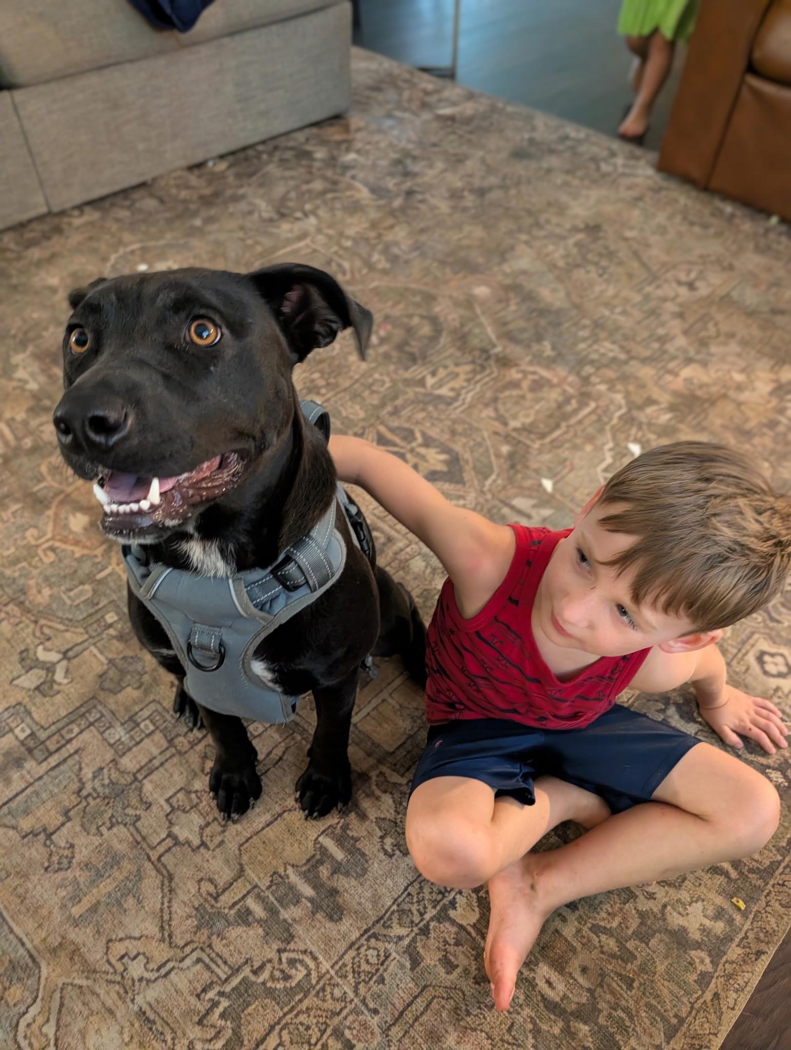 Enlarge Nico, a Adoptable mixed breed in Nashville, TN image 3/6