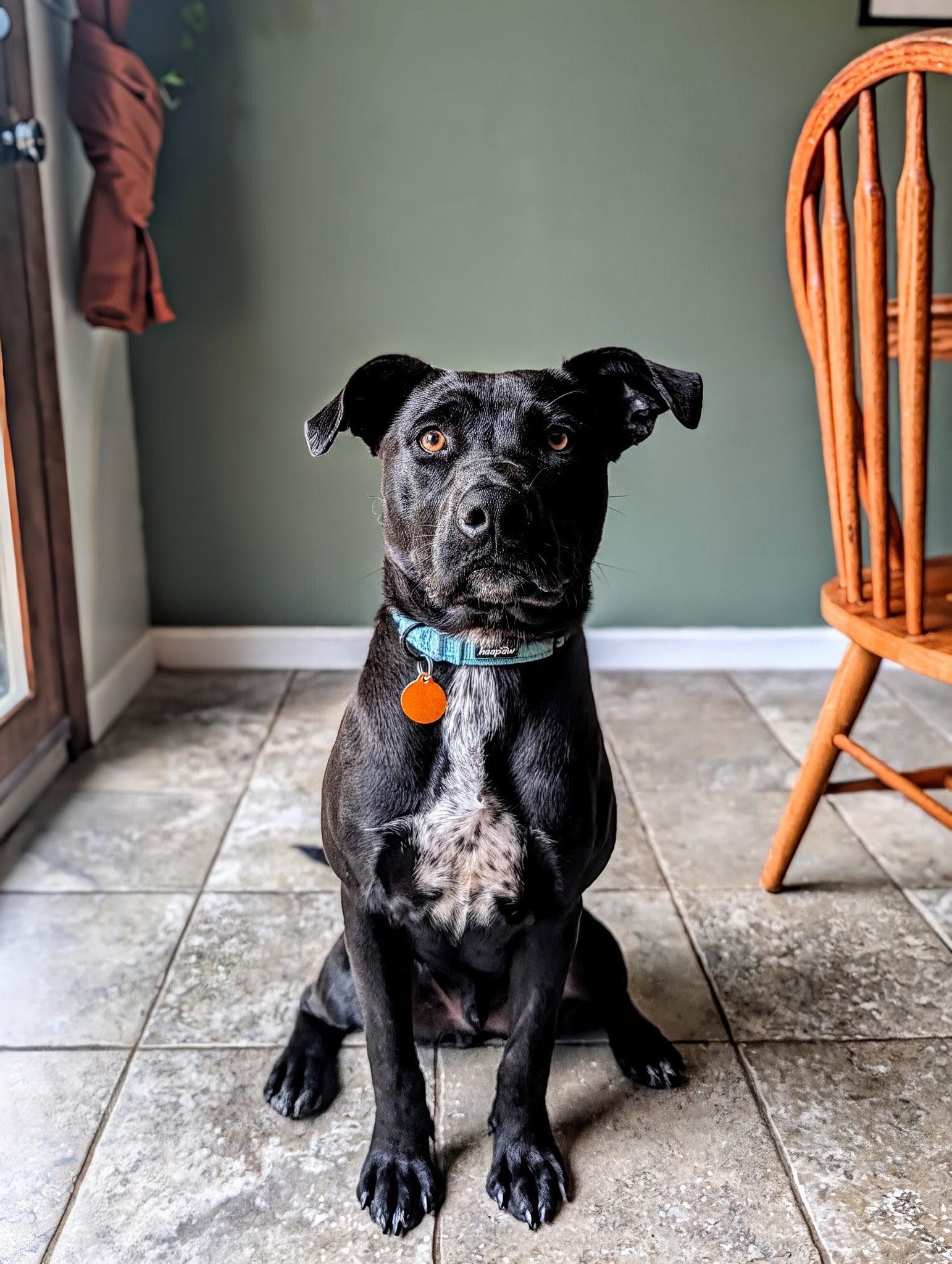 Enlarge Nico, a Adoptable mixed breed in Nashville, TN image 4/6