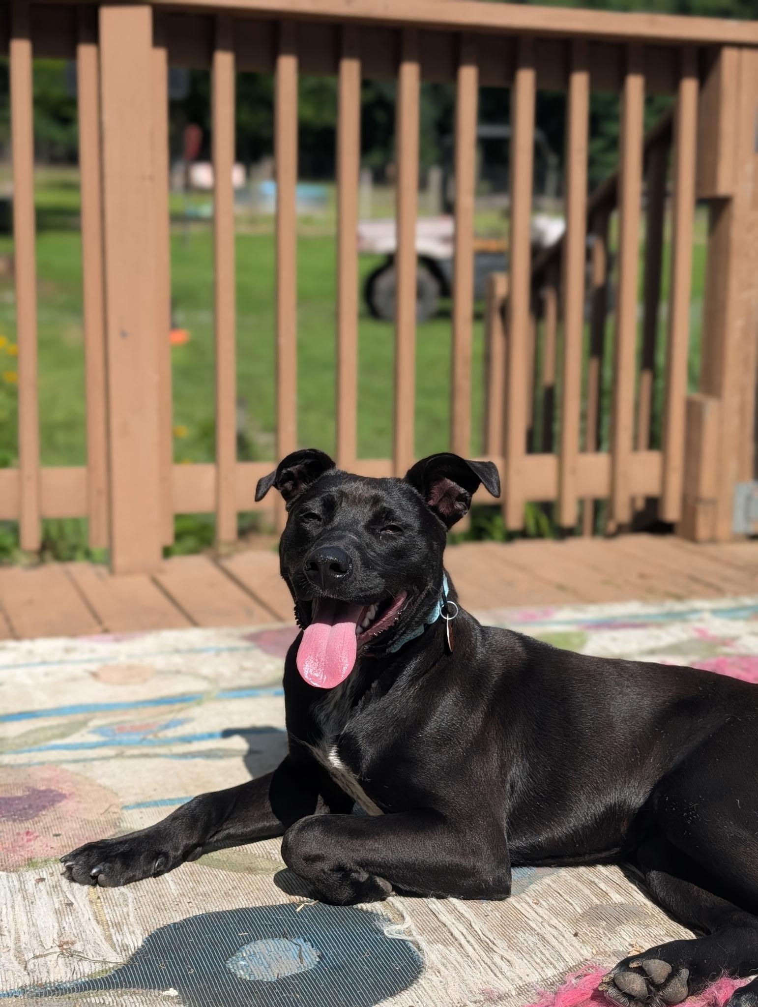 Enlarge Nico, a Adoptable mixed breed in Nashville, TN image 5/6