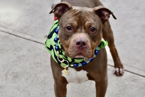 Sony, Adoptable, Adult Male Mixed Breed.