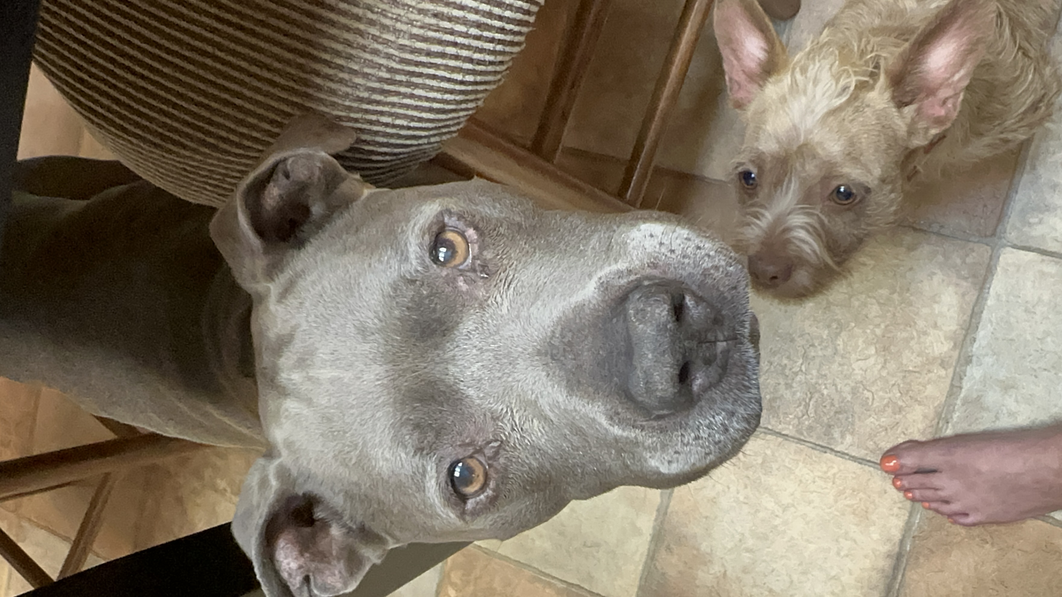 Enlarge Buddha, a Adopted Pit Bull Terrier in Ione, CA image 1/3