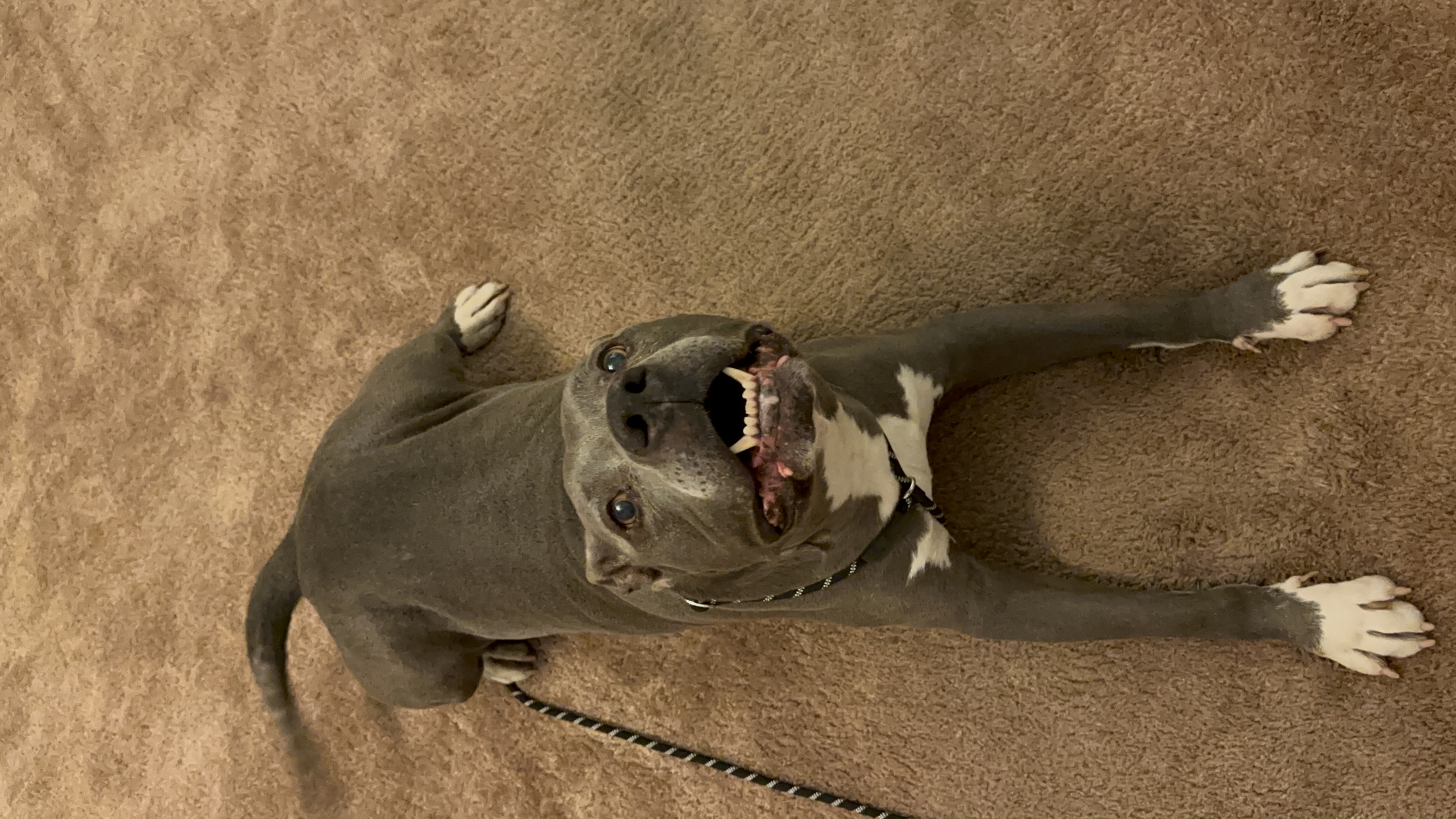 Enlarge Buddha, a Adopted Pit Bull Terrier in Ione, CA image 2/3