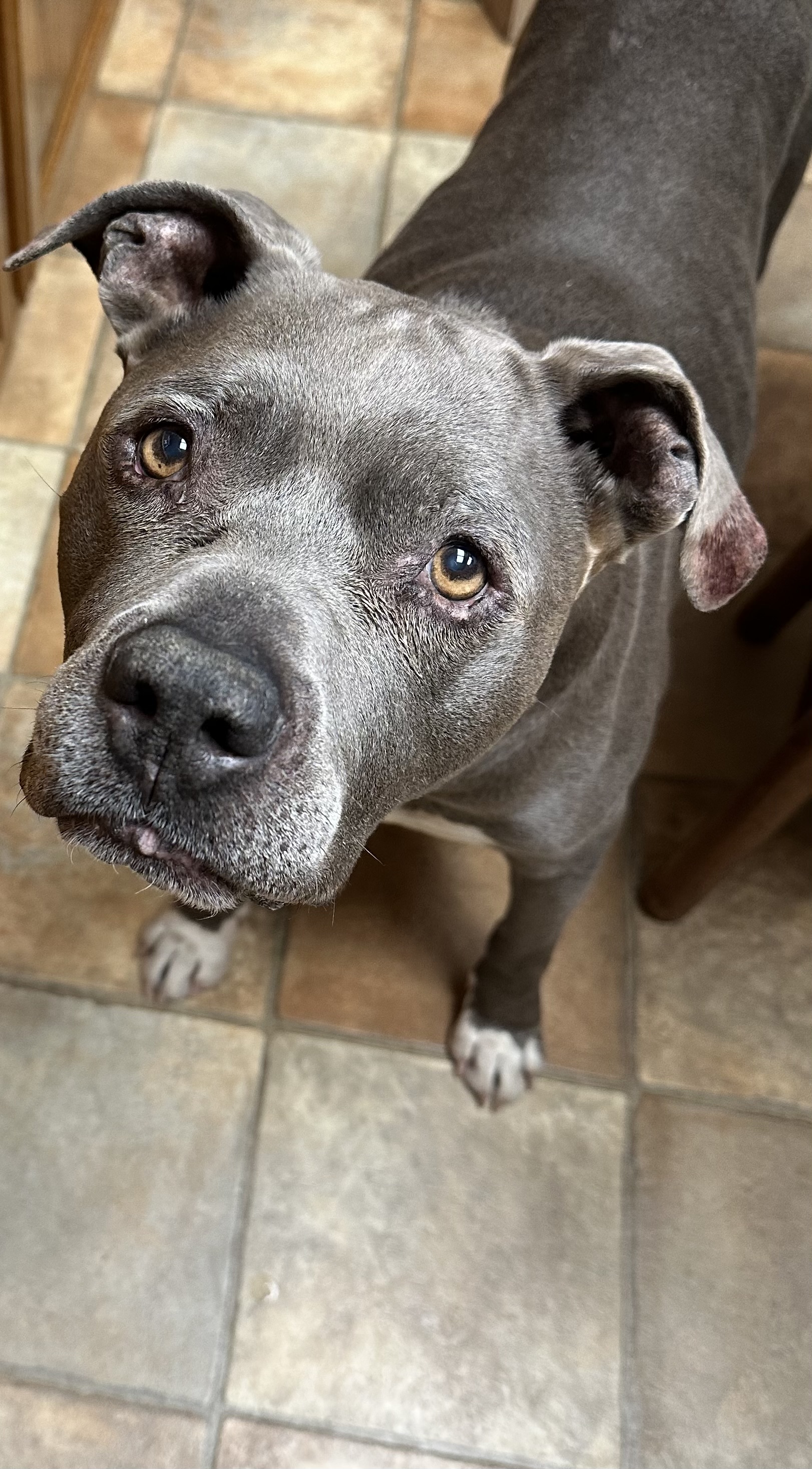 Enlarge Buddha, a Adopted Pit Bull Terrier in Ione, CA image 3/3