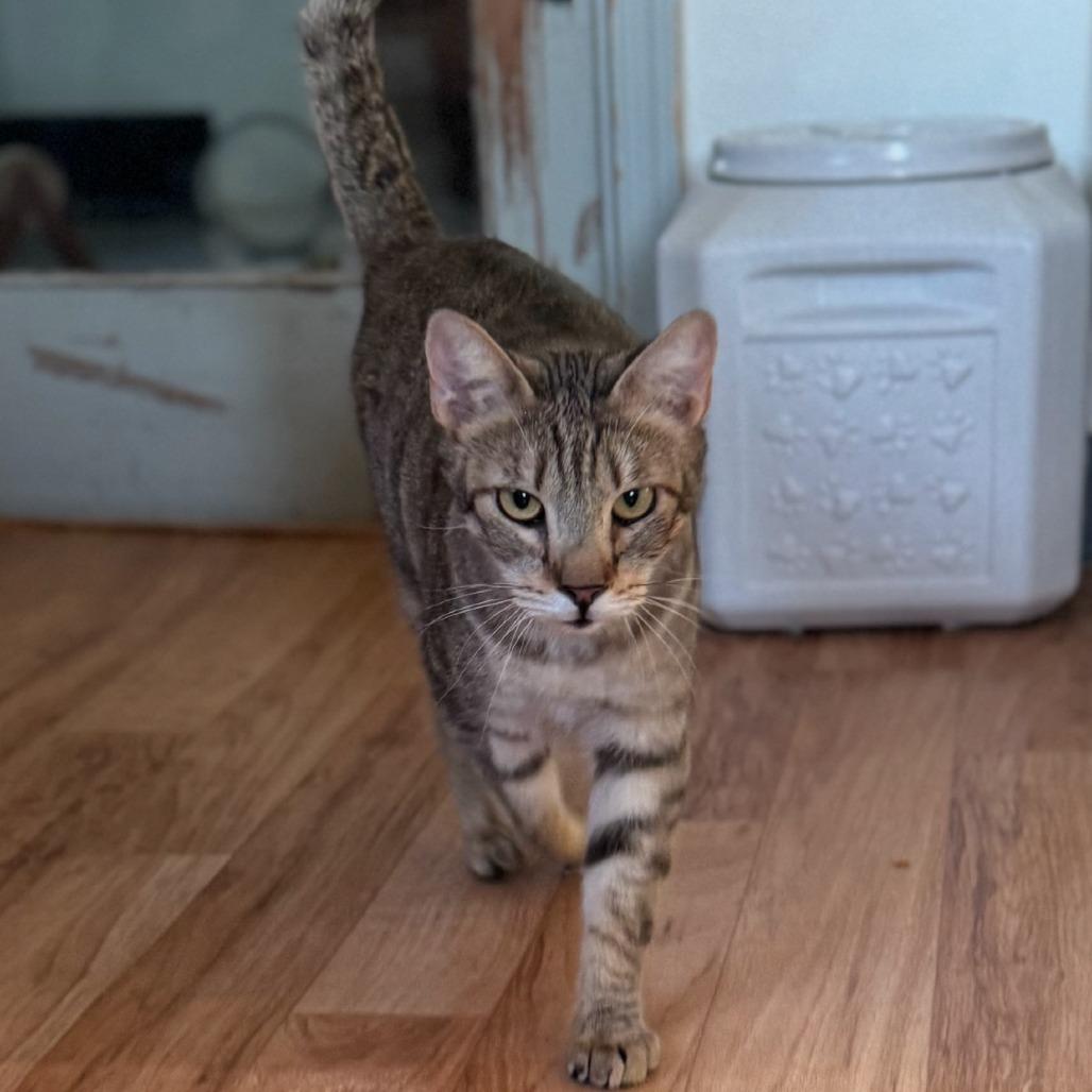 Enlarge BUSTER, a Adoptable Domestic Short Hair in Tucson, AZ image 1/1