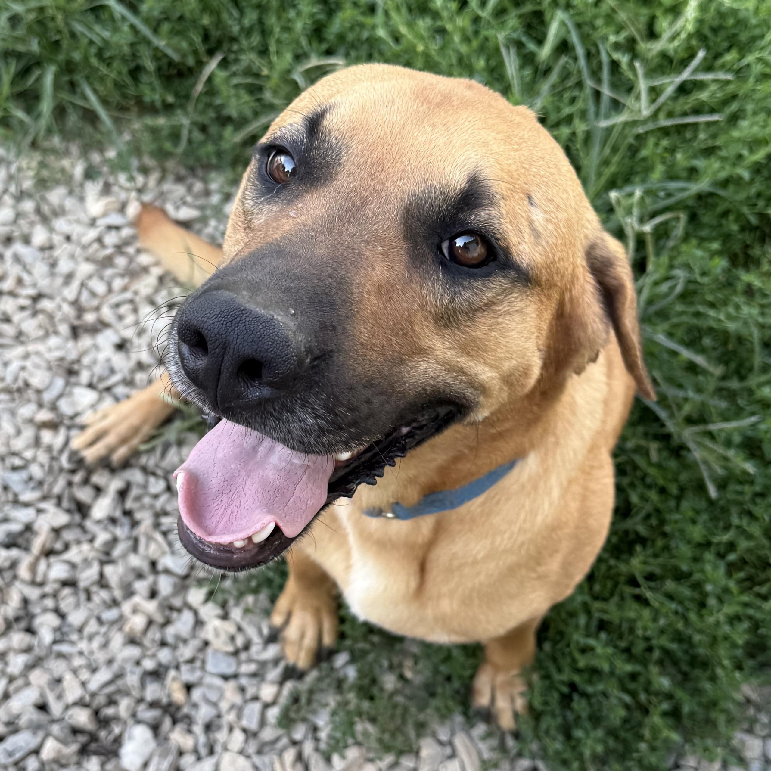 Enlarge Blue, a Adopted mixed breed in Bakersville, NC image 5/5