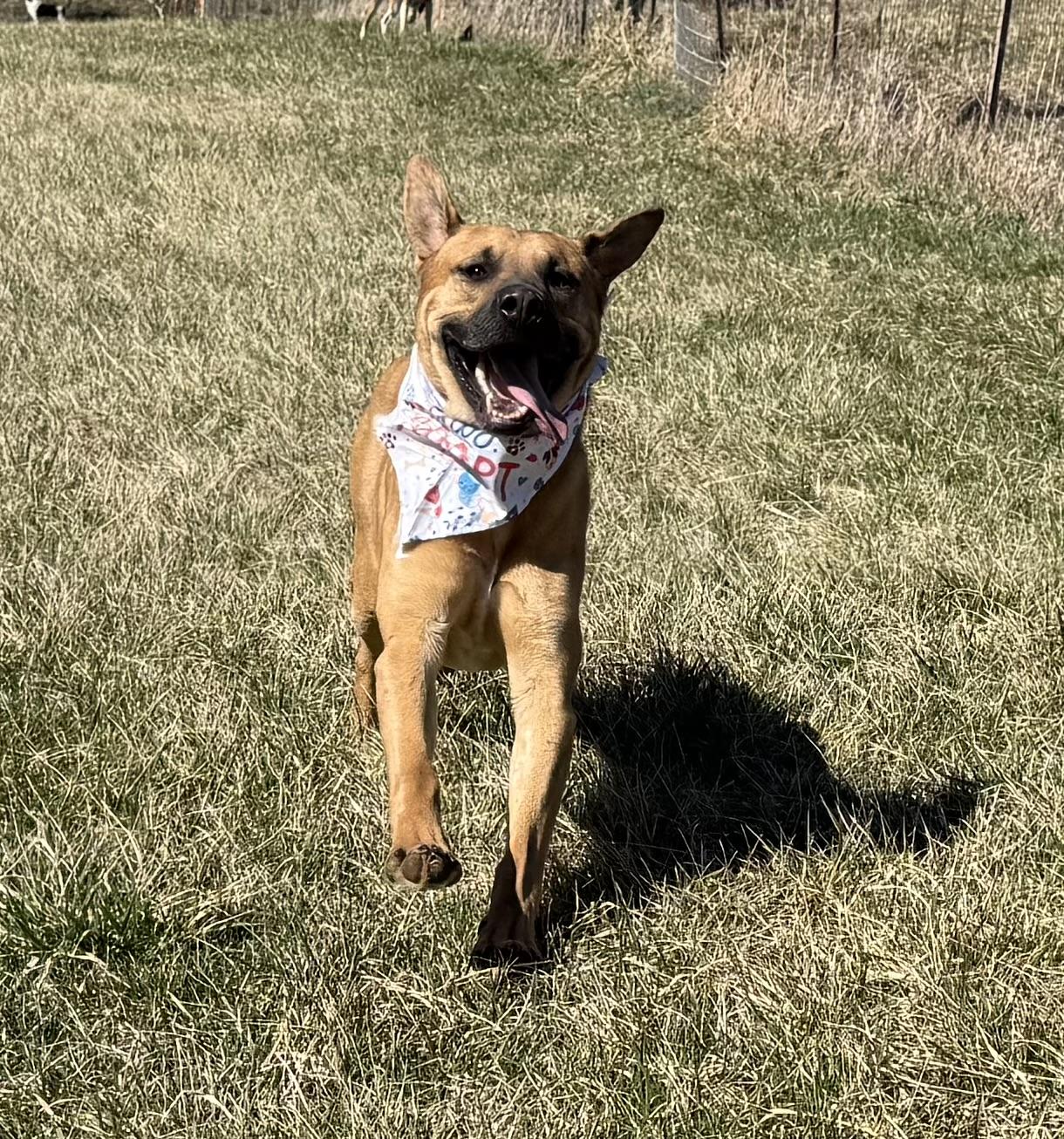 Enlarge Blue, a Adopted mixed breed in Bakersville, NC image 4/5