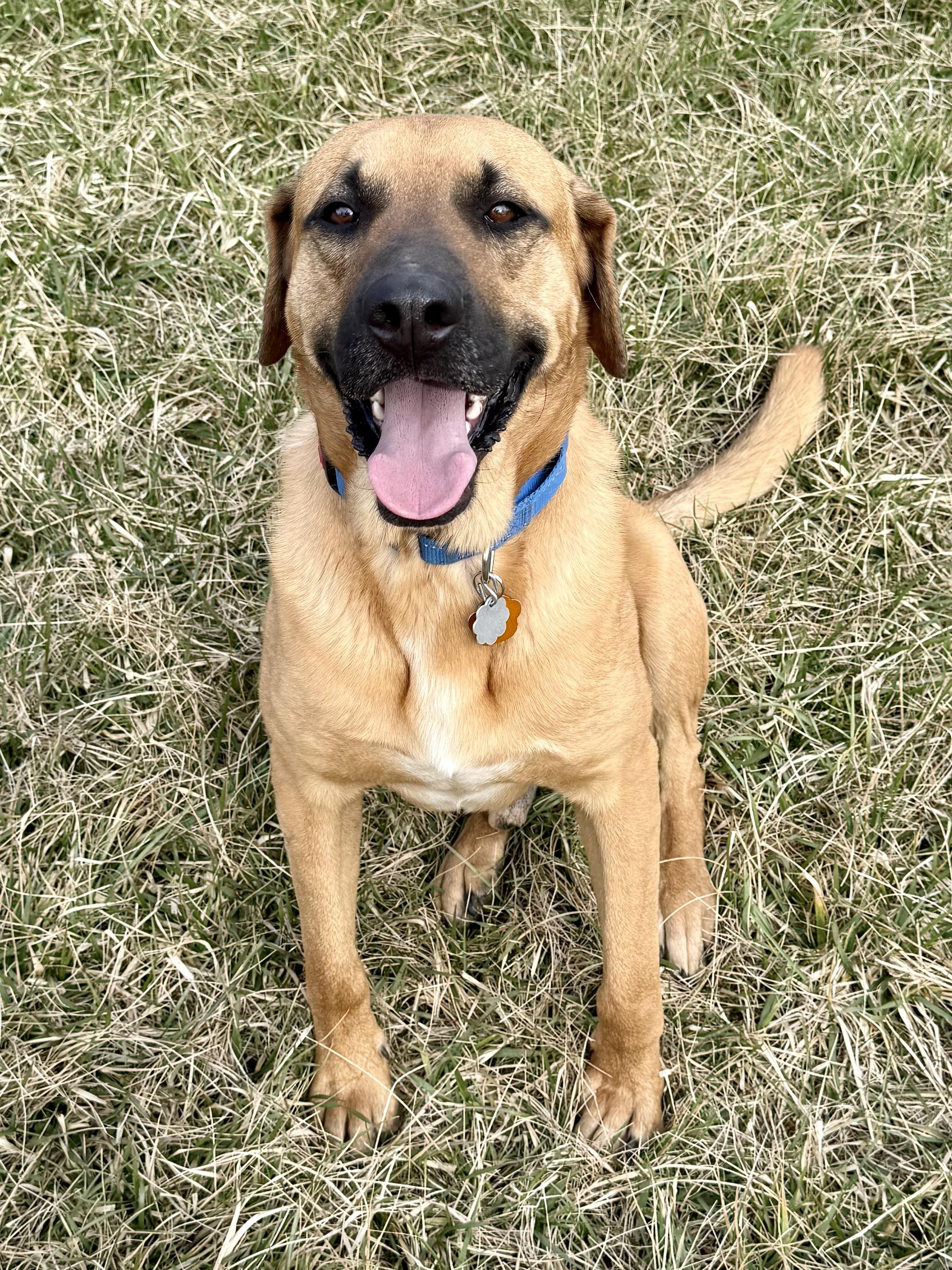 Enlarge Blue, a Adopted mixed breed in Bakersville, NC image 3/5