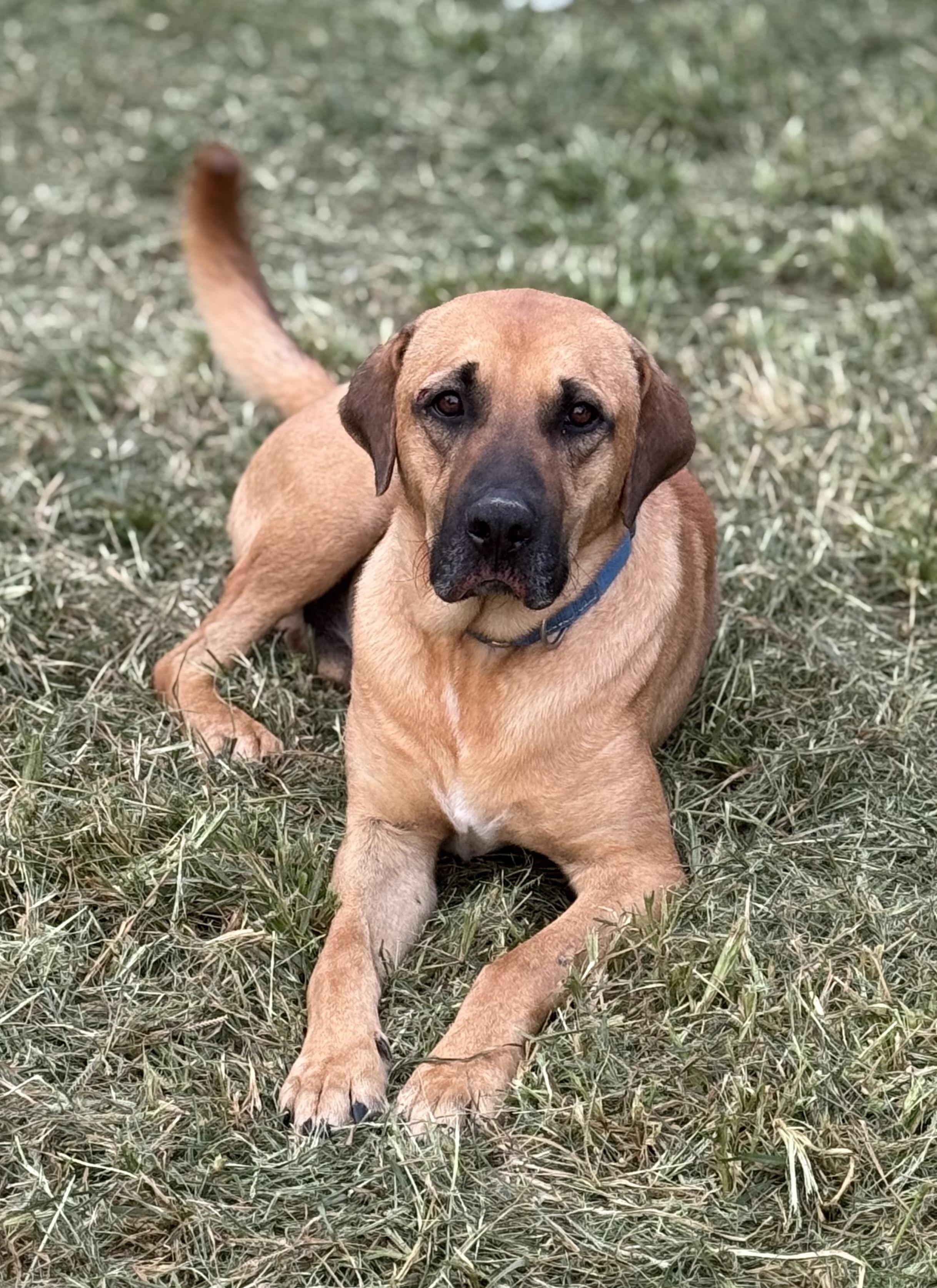 Enlarge Blue, a Adopted mixed breed in Bakersville, NC image 1/5