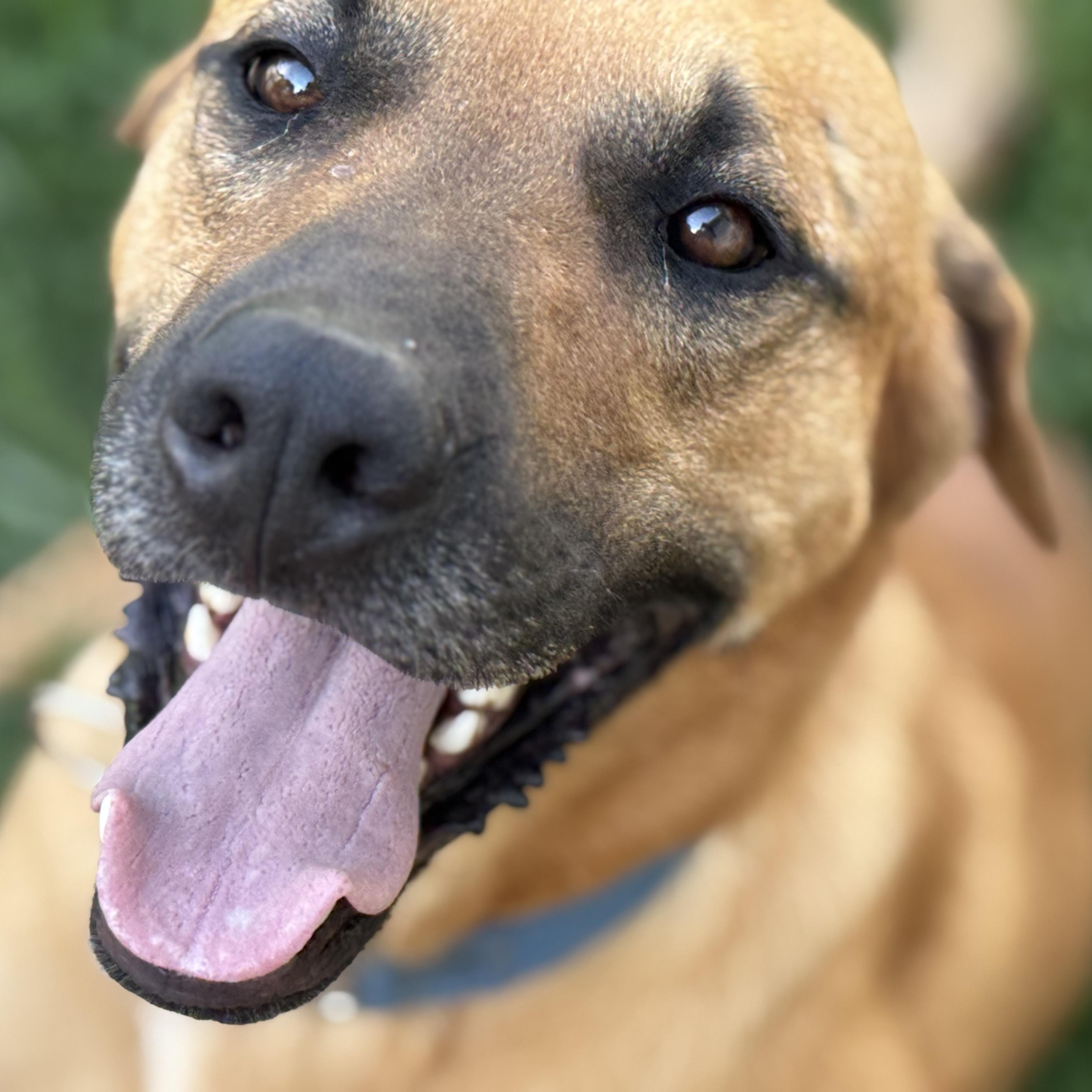 Enlarge Blue, a Adopted mixed breed in Bakersville, NC image 2/5