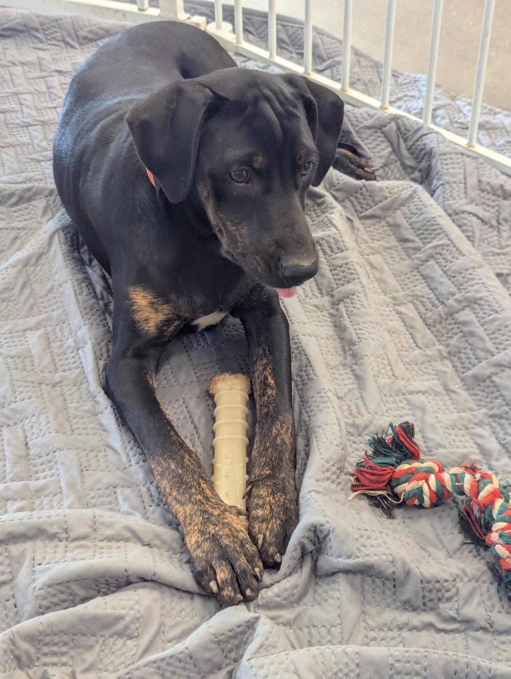 Enlarge Nell, an adoptable mixed breed in Milner, GA image 1/3